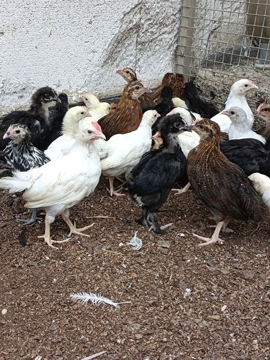 Leghorn,Vlaška koroptví a Australka velká