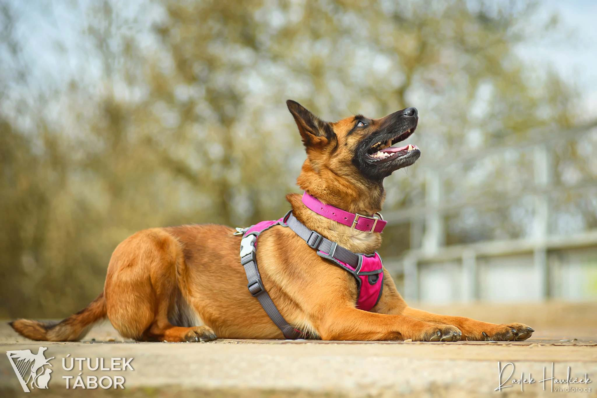 Malina k adopci
