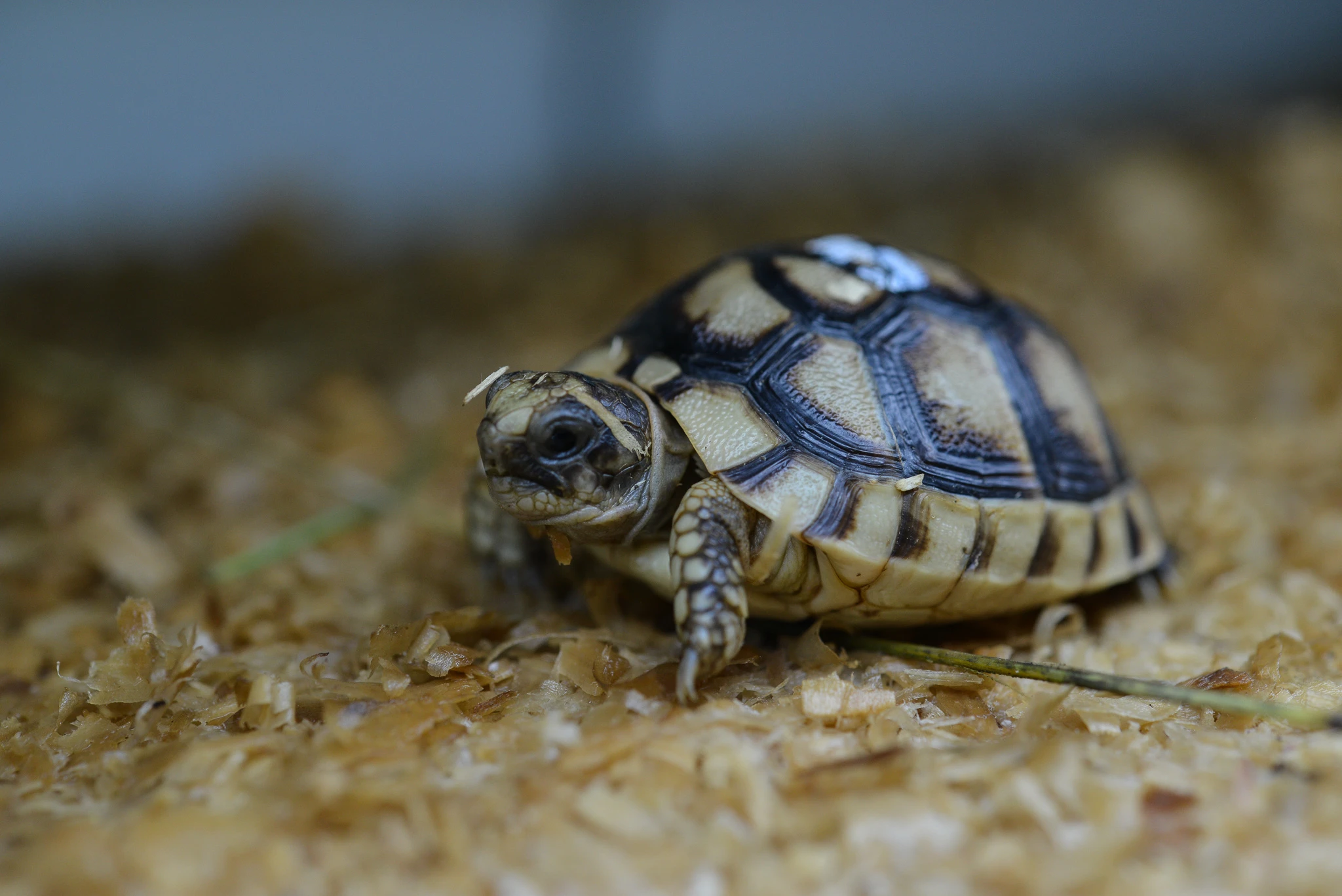 Mláďata testudo graeca želva žlutohnědá