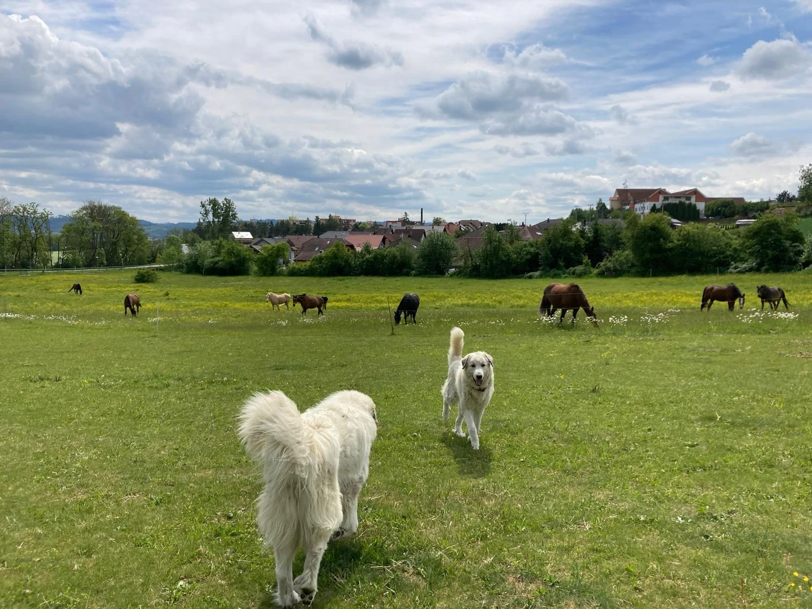 Pyrenejský horský pes – štěňata s PP