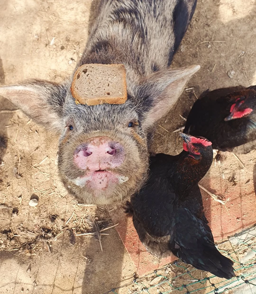 Kune kune x čínské klapouché - roční prasnička