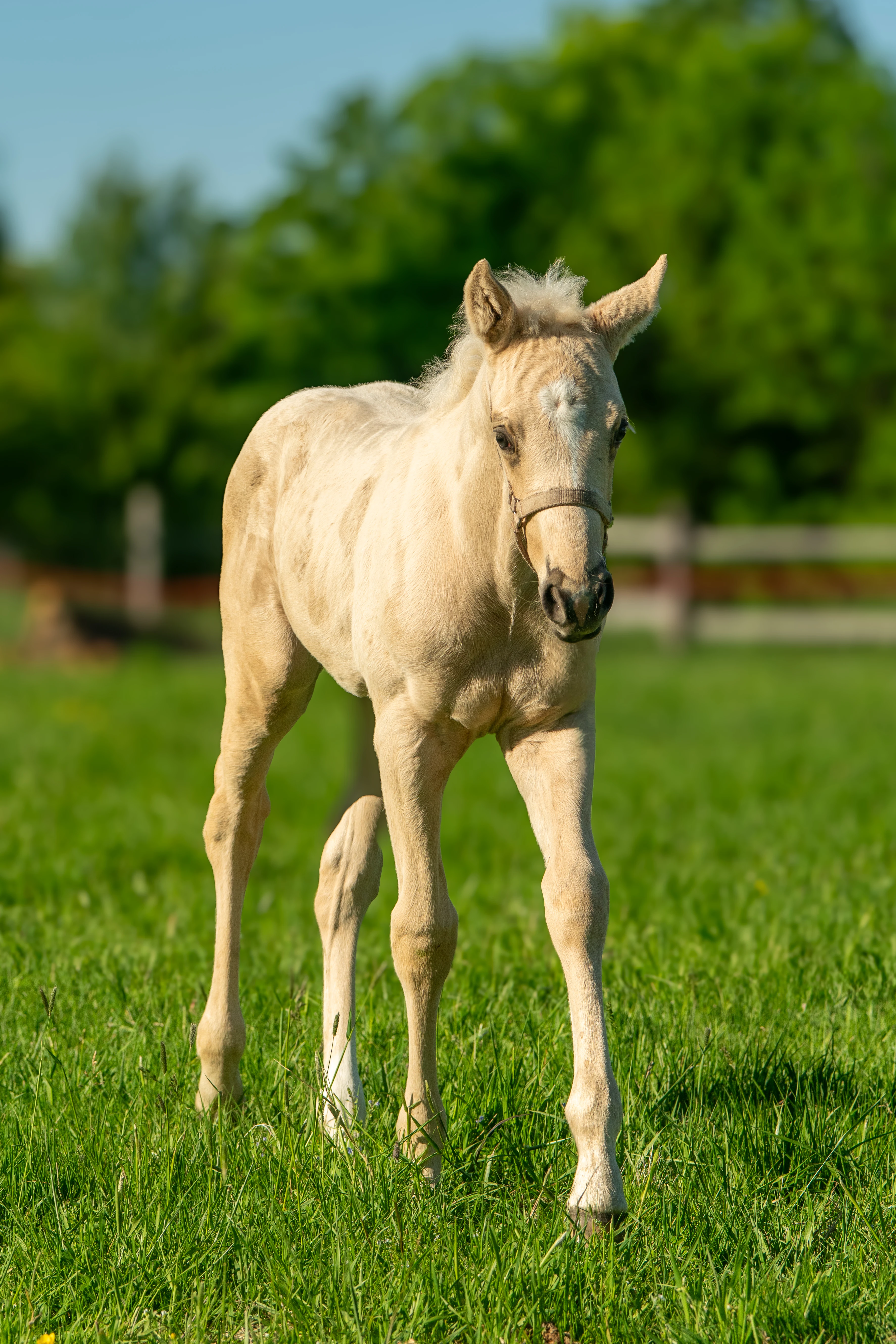 Qh hrebecek