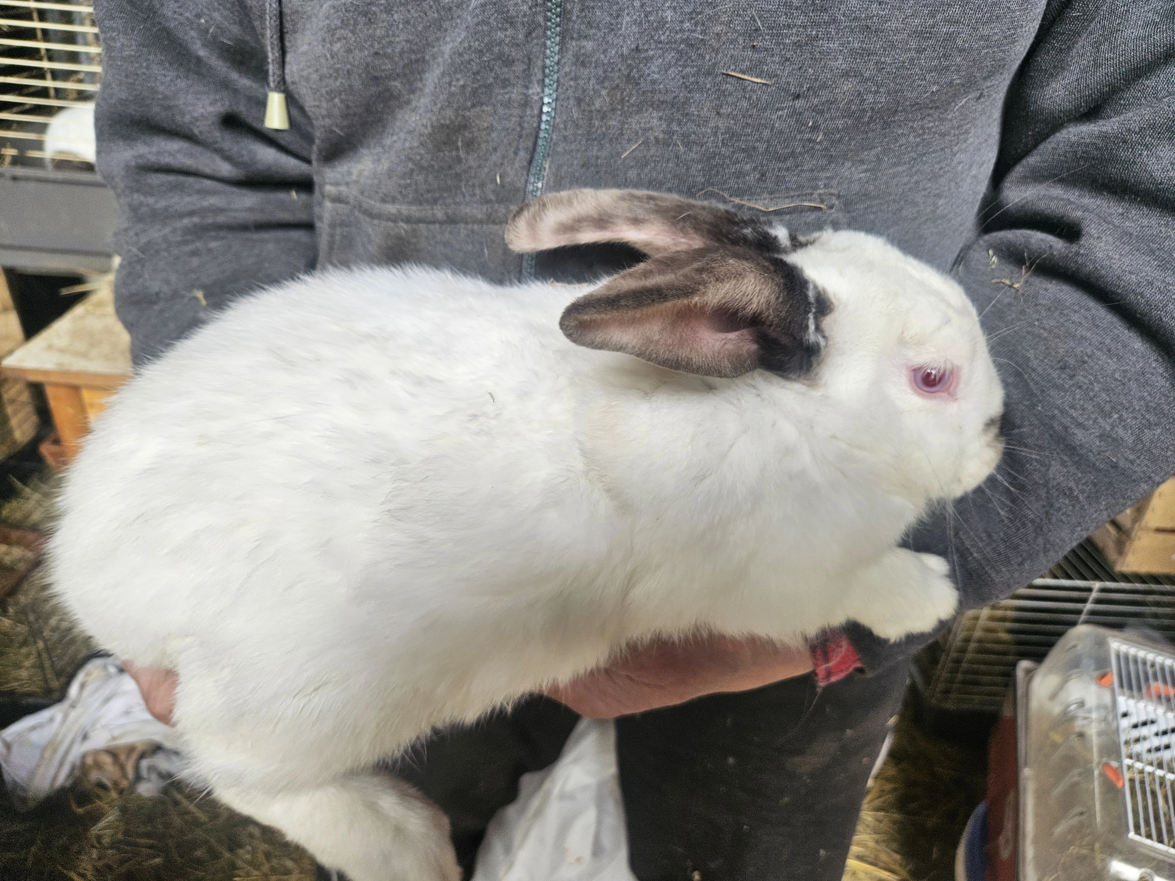 Králík