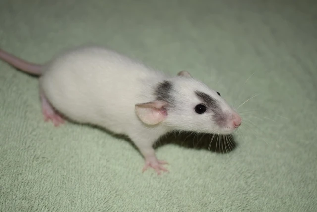 Potkánci dumbo, standard, dwarf okr. Kolín