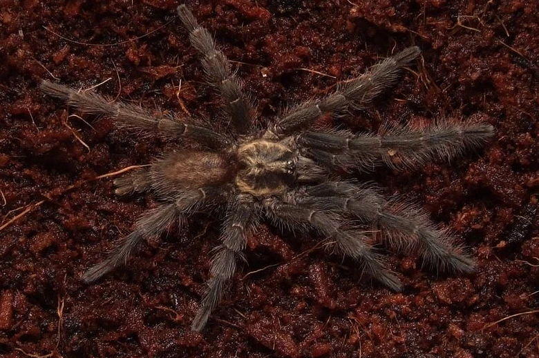 2.0 Ad. Heterothele villosella