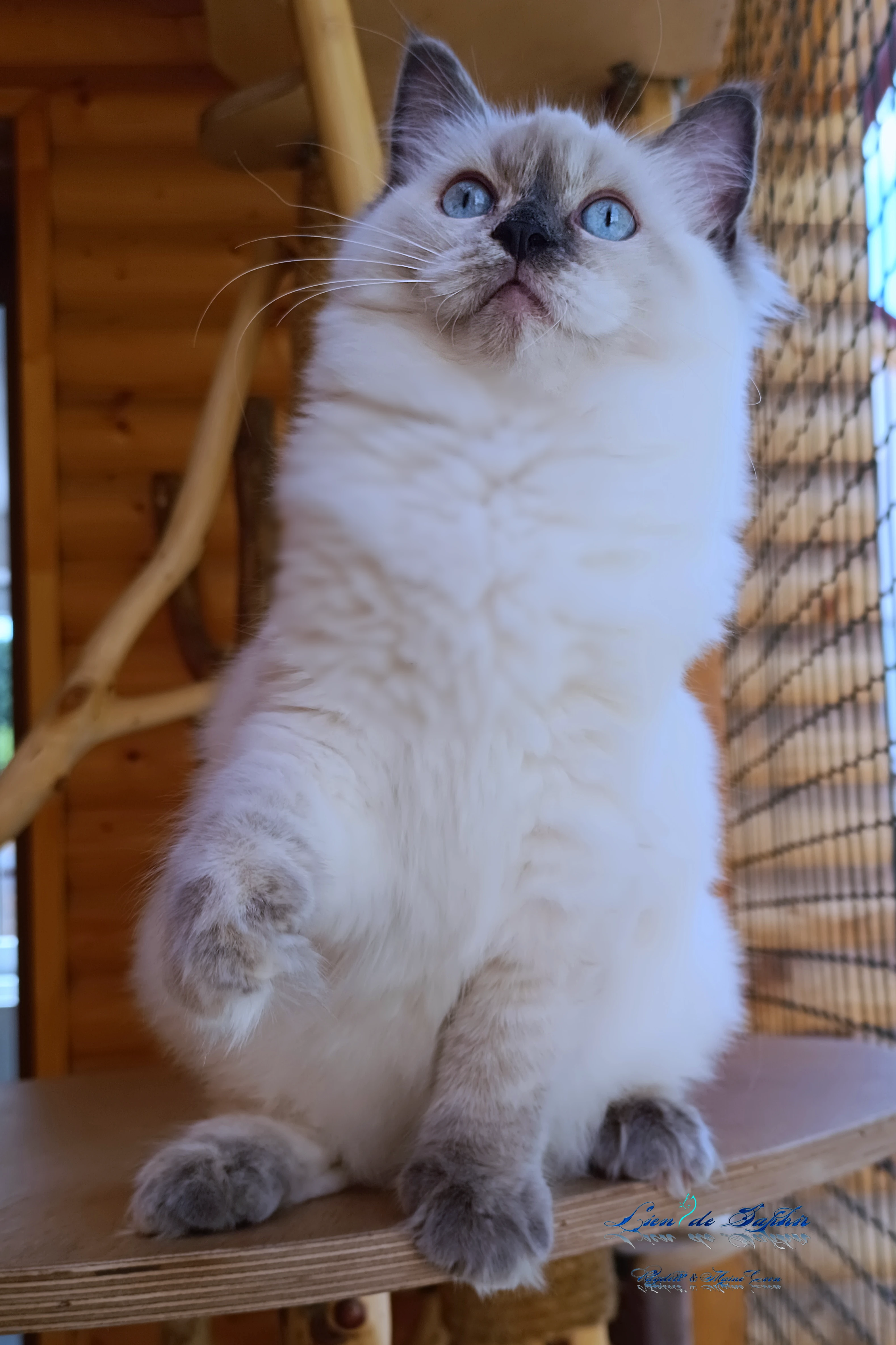 Blue tortie colourpoint slečna