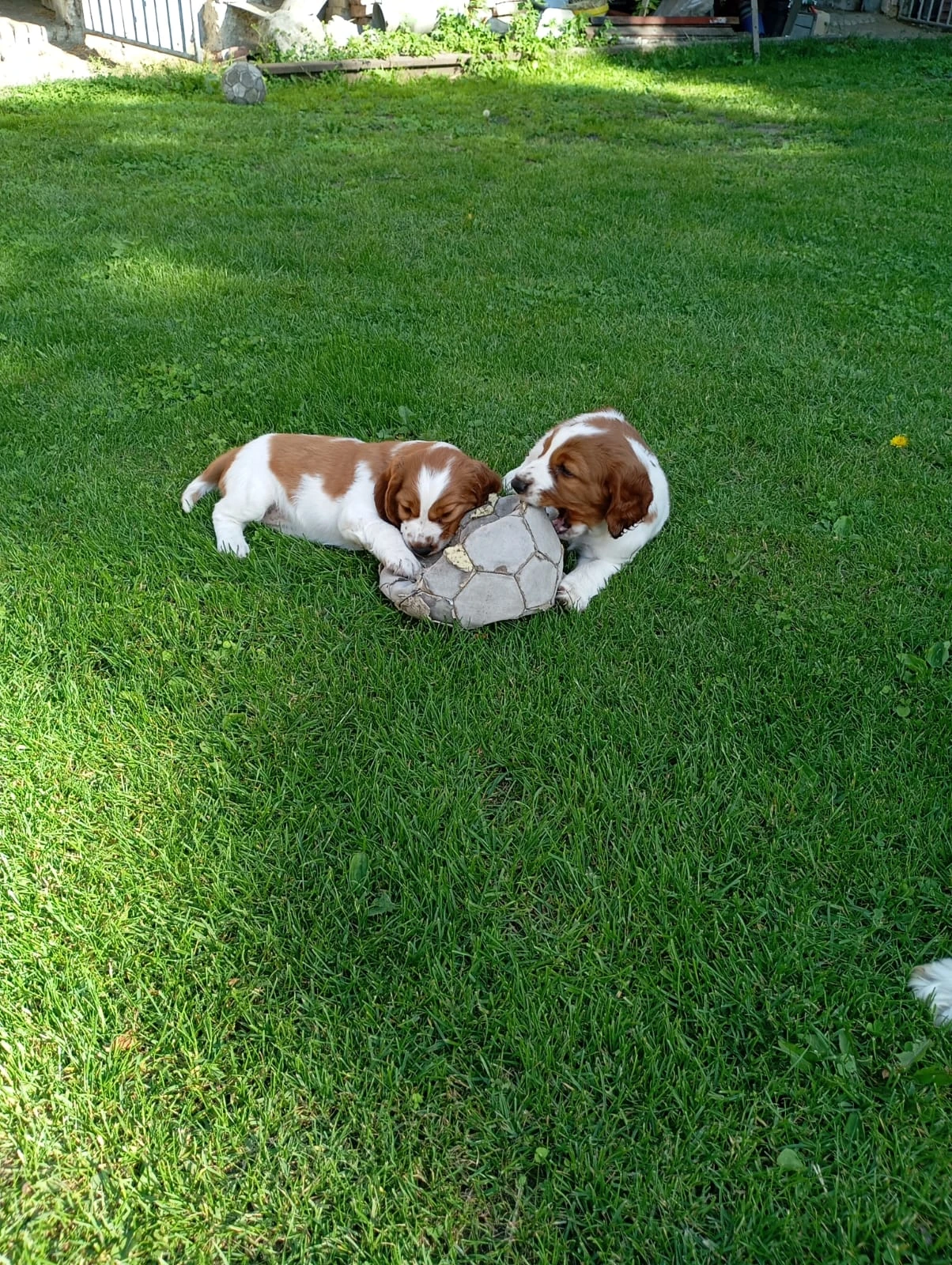 Welsspringspaniel