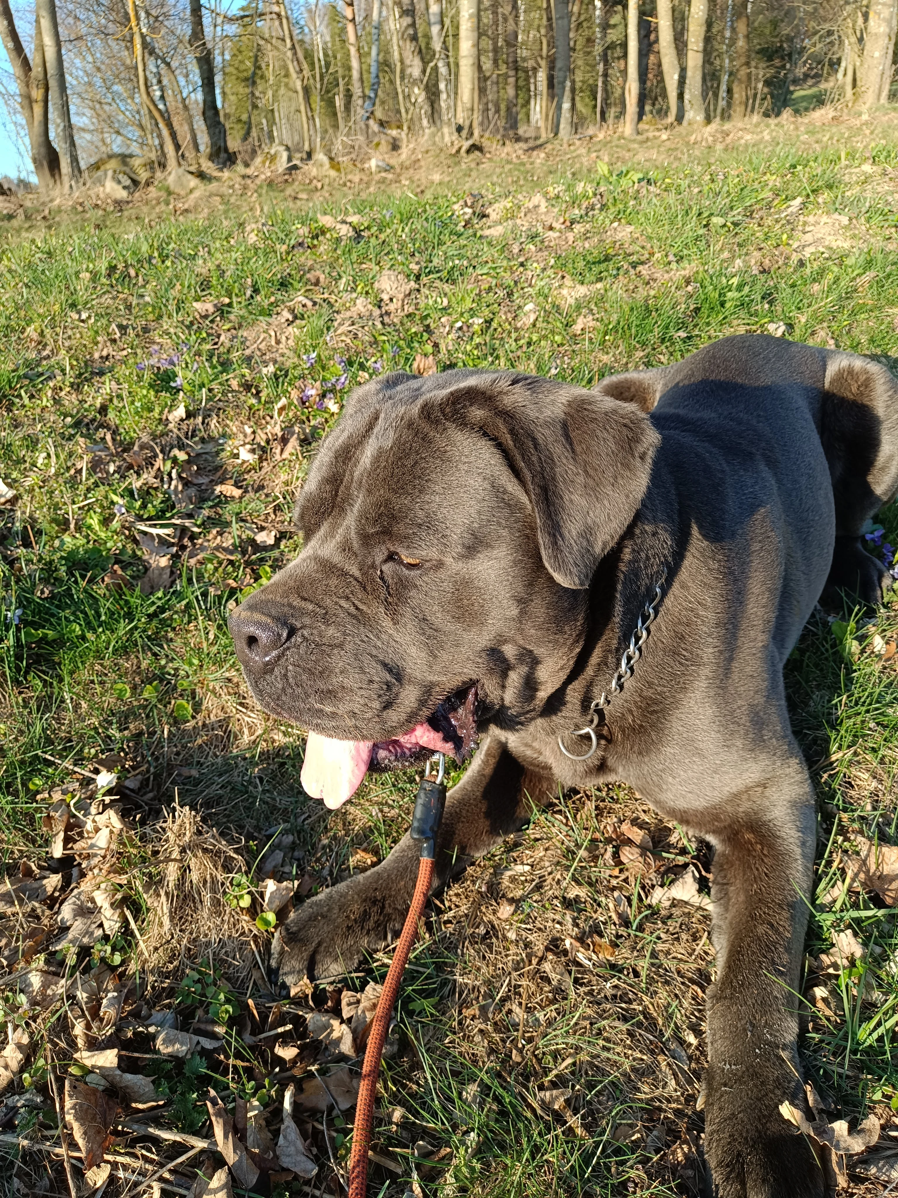Cane corso
