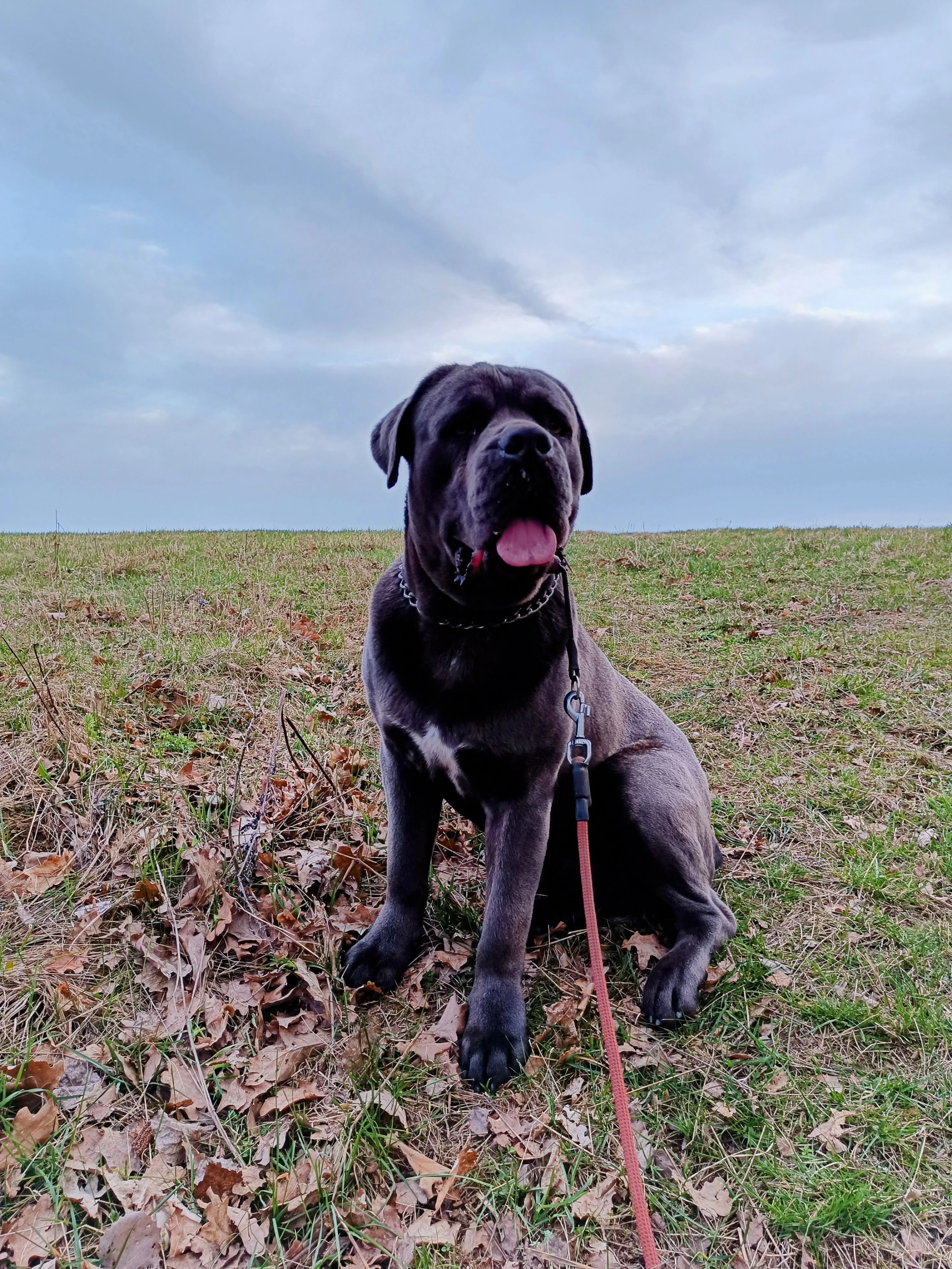 Pes typu Cane corso