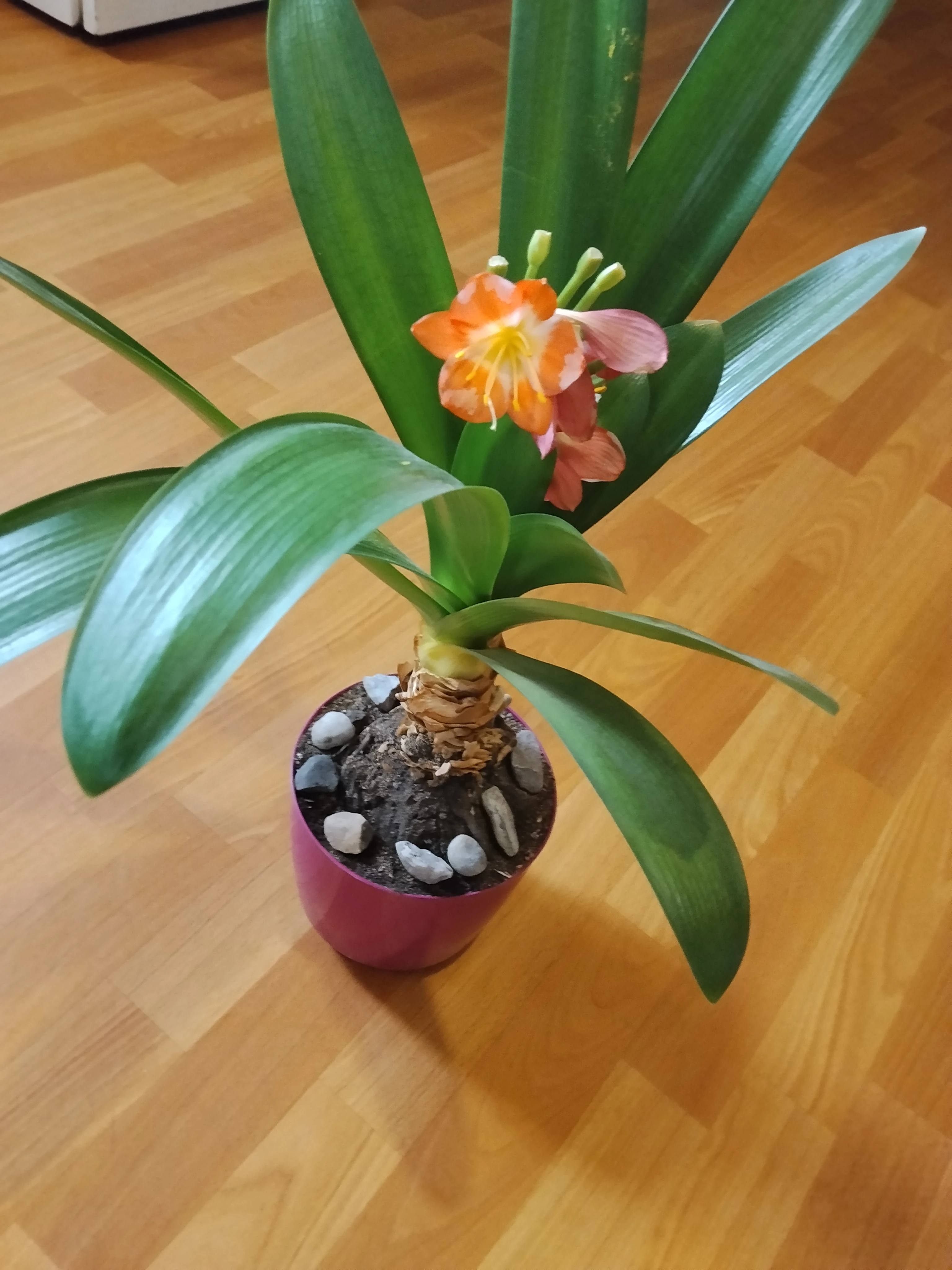Klivie - Clivia miniata
