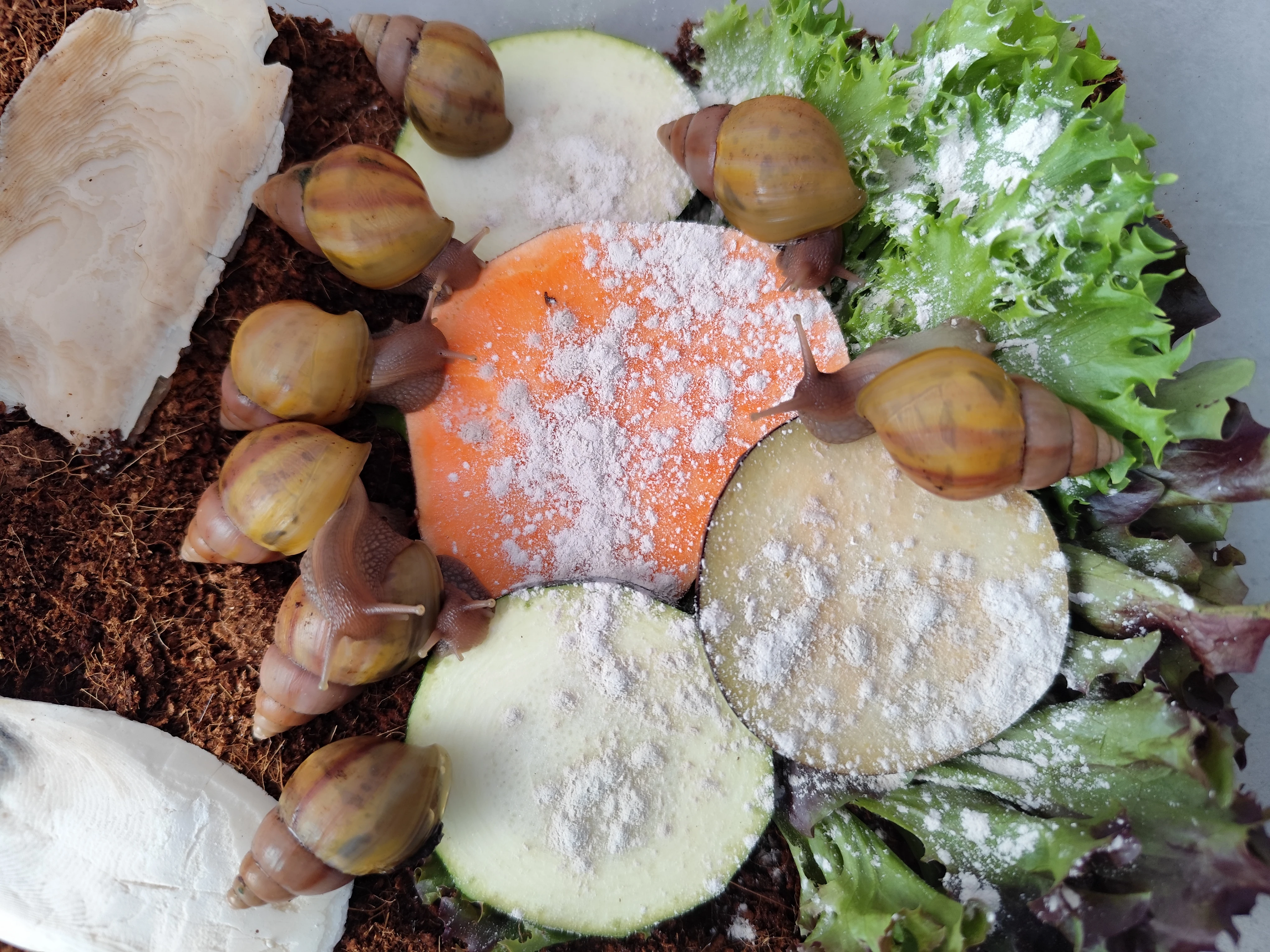 Lissachatina fulica hamillei rodatzi