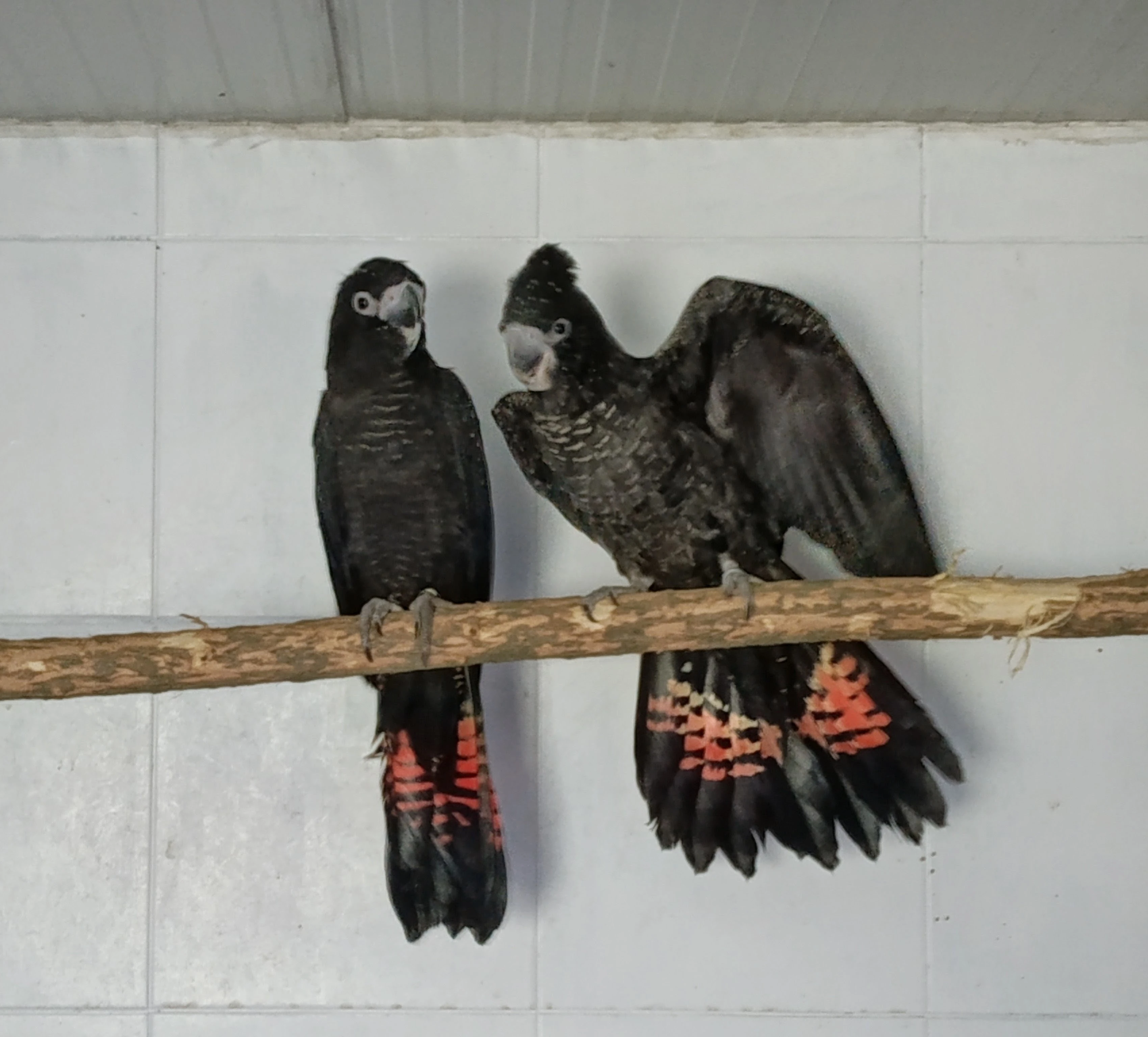 Kakadu havraní Calyptorhynchus banksii samueli