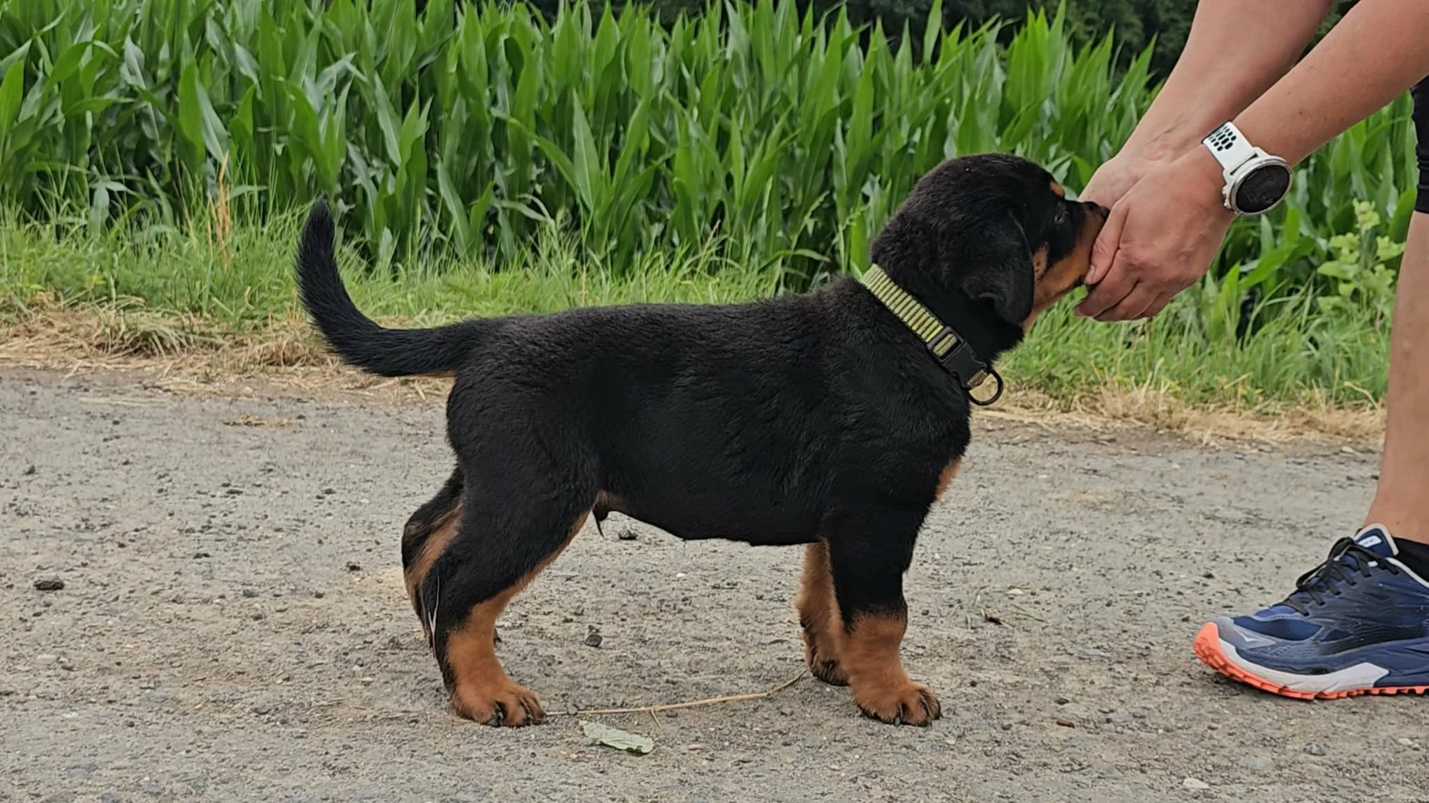 Štěňata rotvajler s PP - Rottweiler - štěně RTW