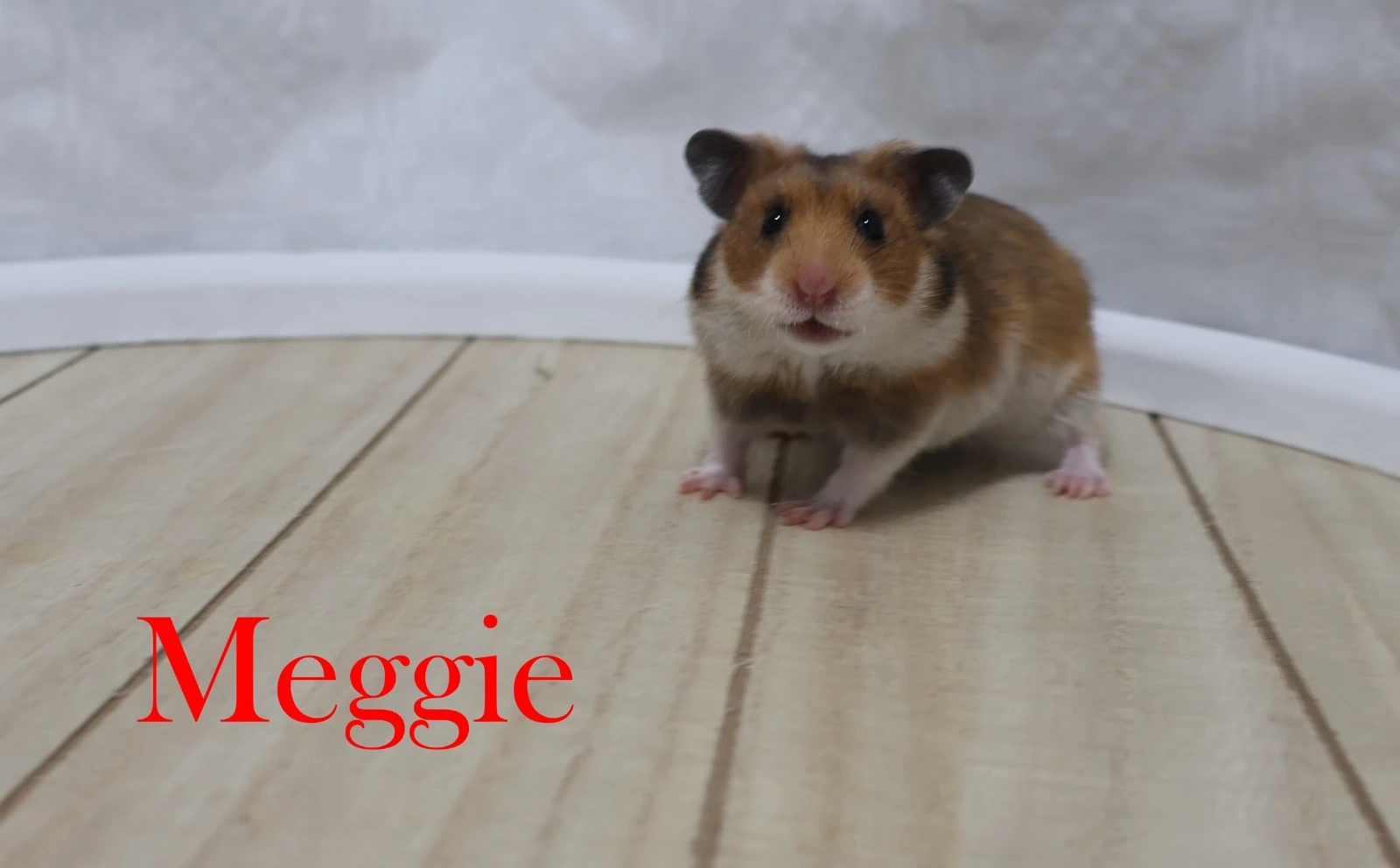 Křeček syrský s PP - vrh M
