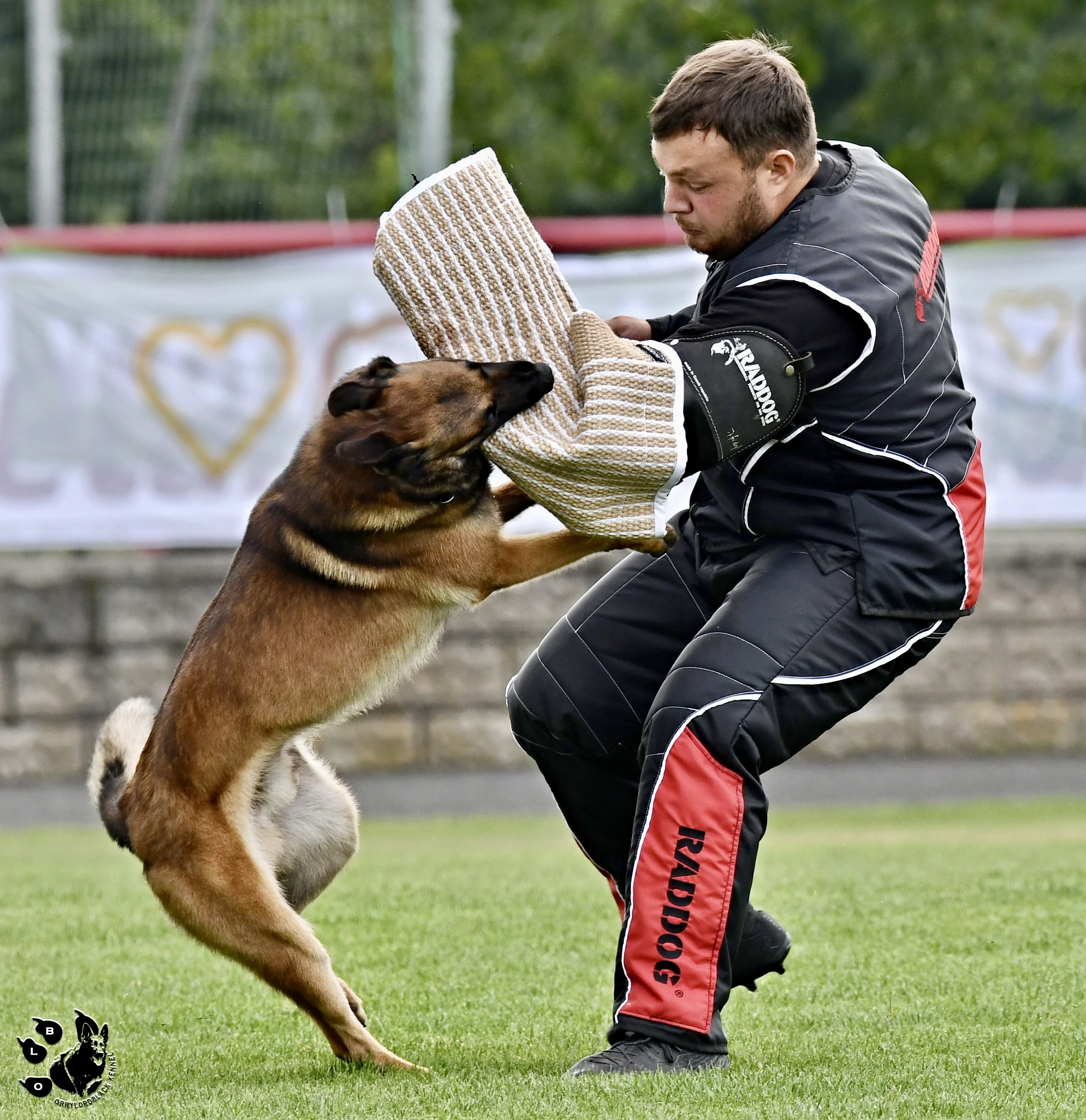Štěňata belgického ovčáka malinois s rodokmenem