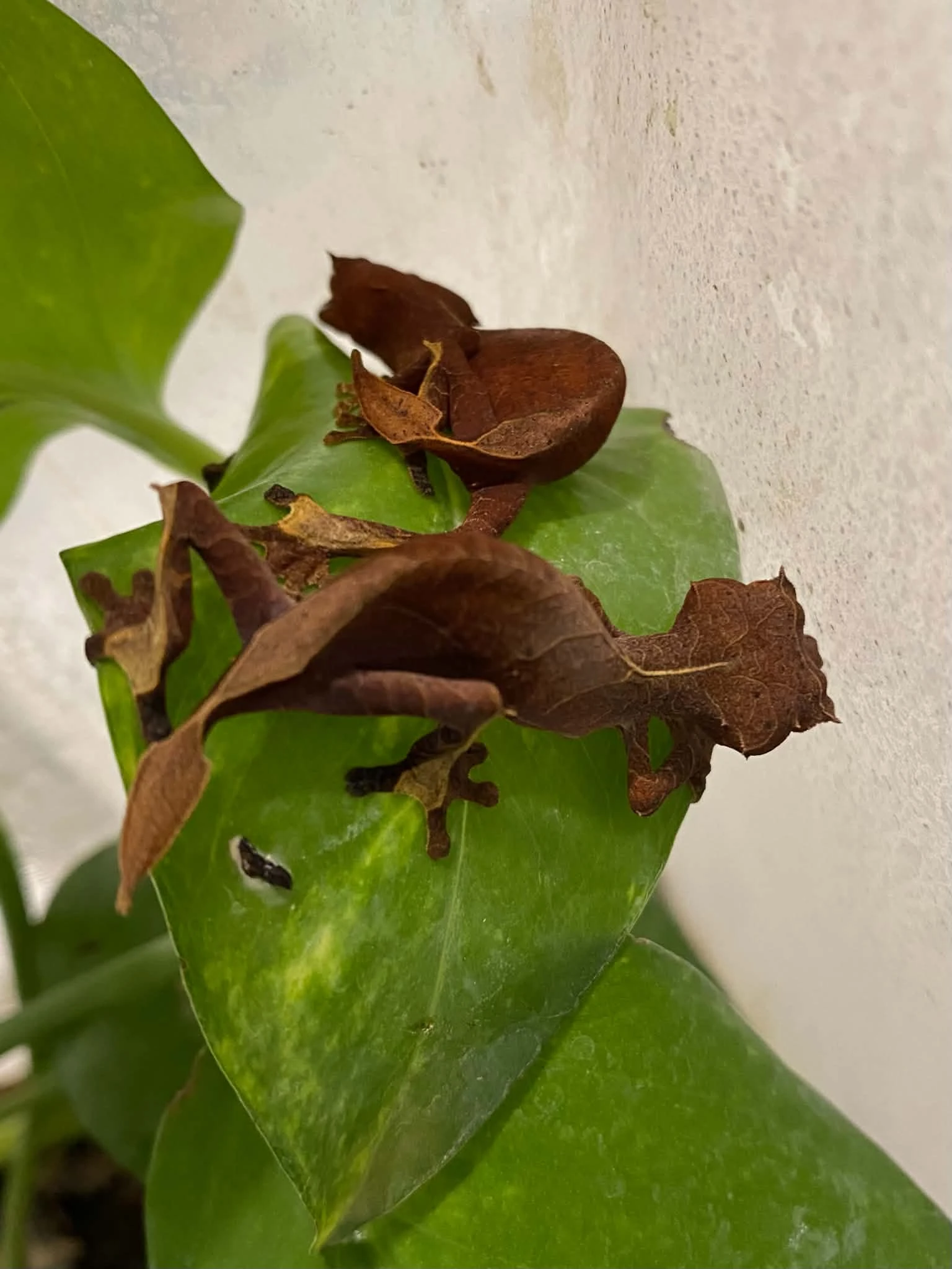 10.10 Uroplatus Ebenaui