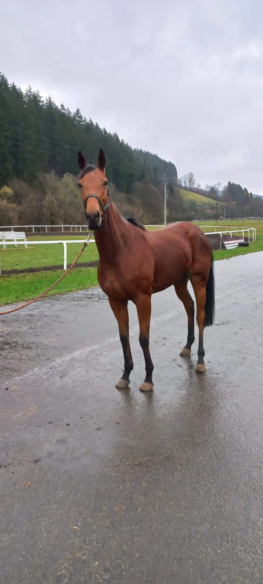 6ti letá klisna po Nayef(USA) z Girl Westminster (IRE)