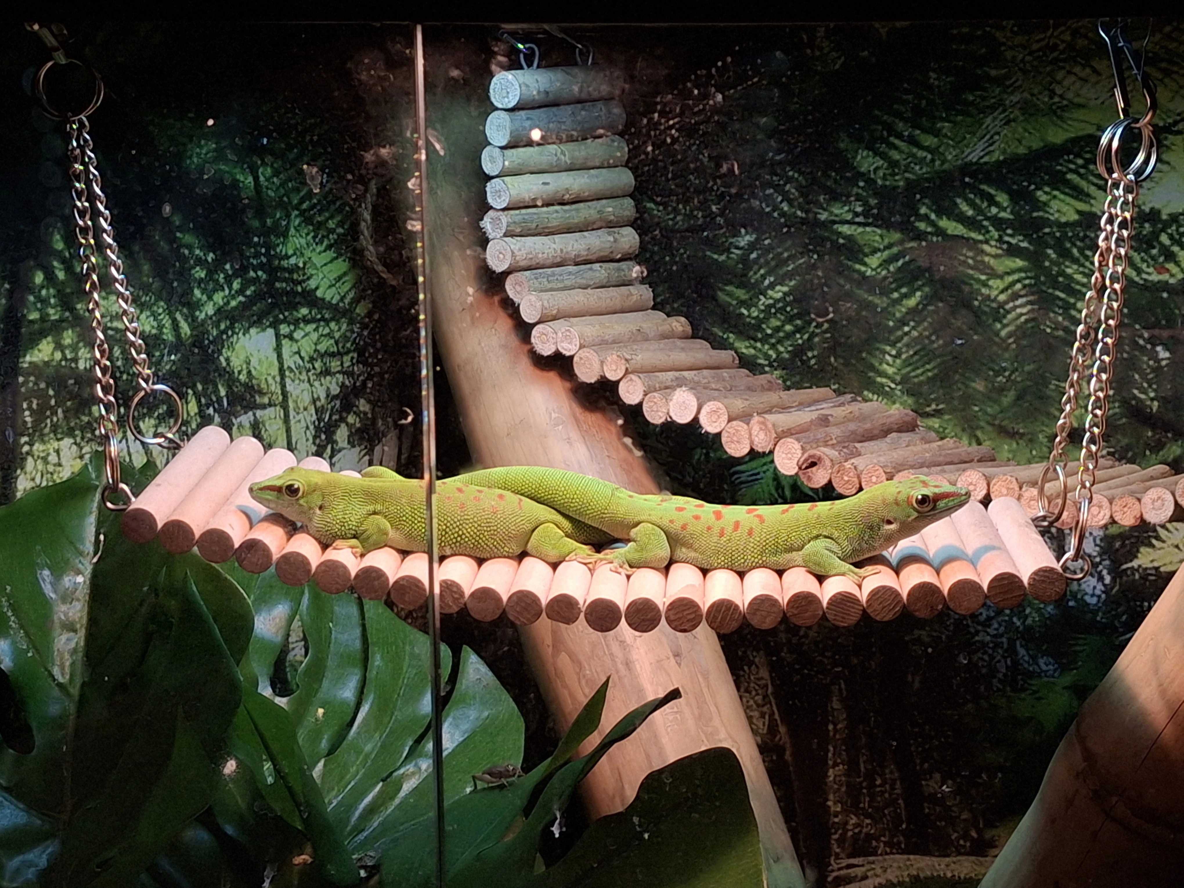 Felsuma Madagaskarská