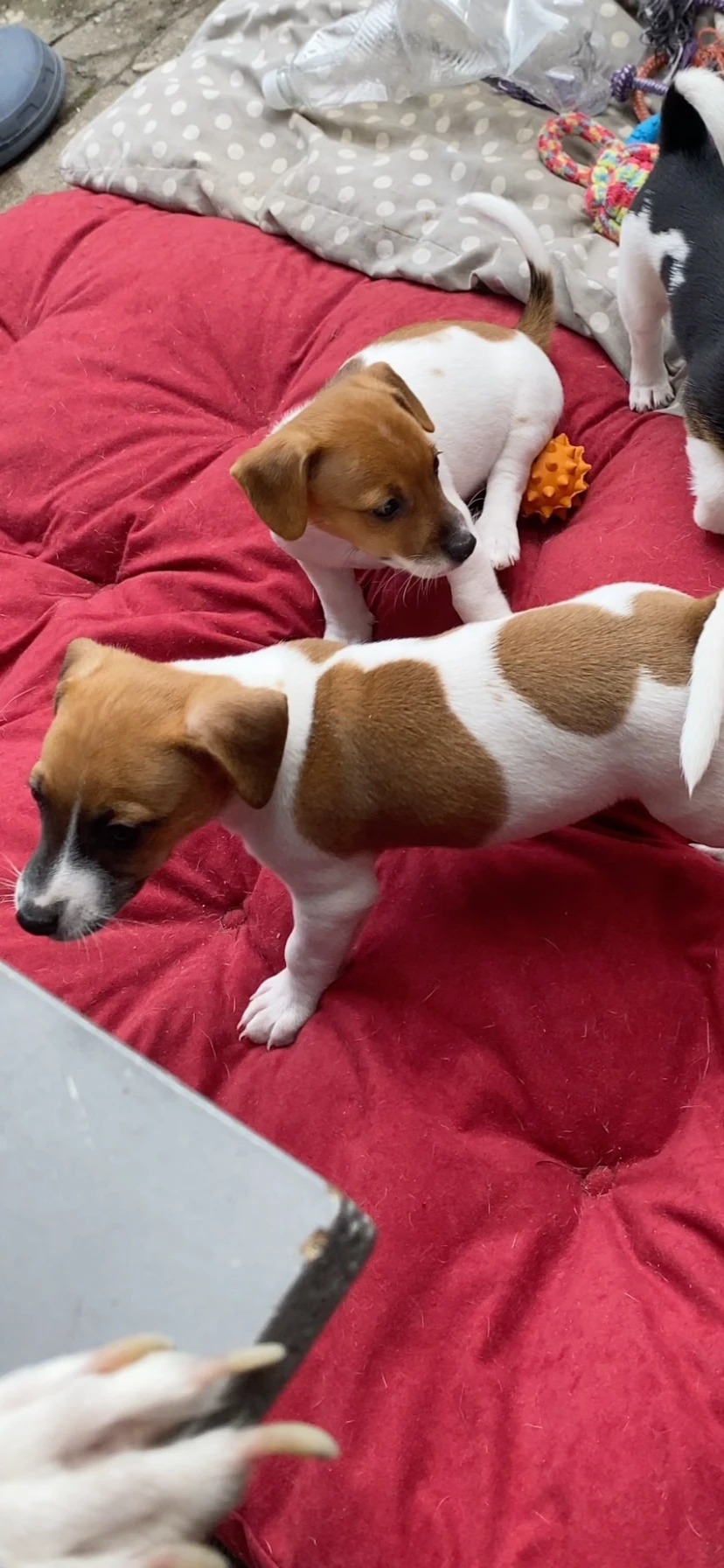 Štěňátka v typu Jack russel teriéra