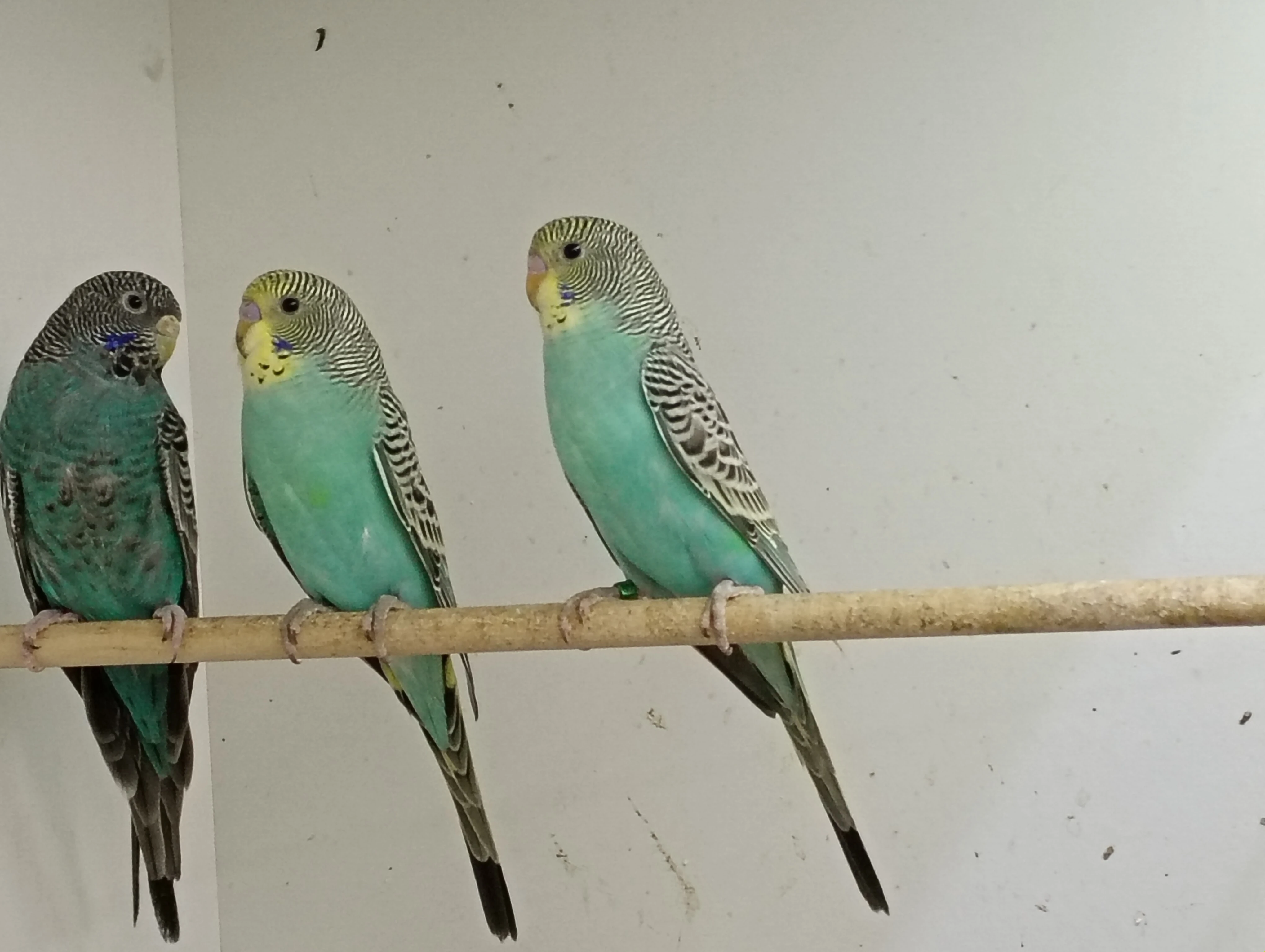Andulky