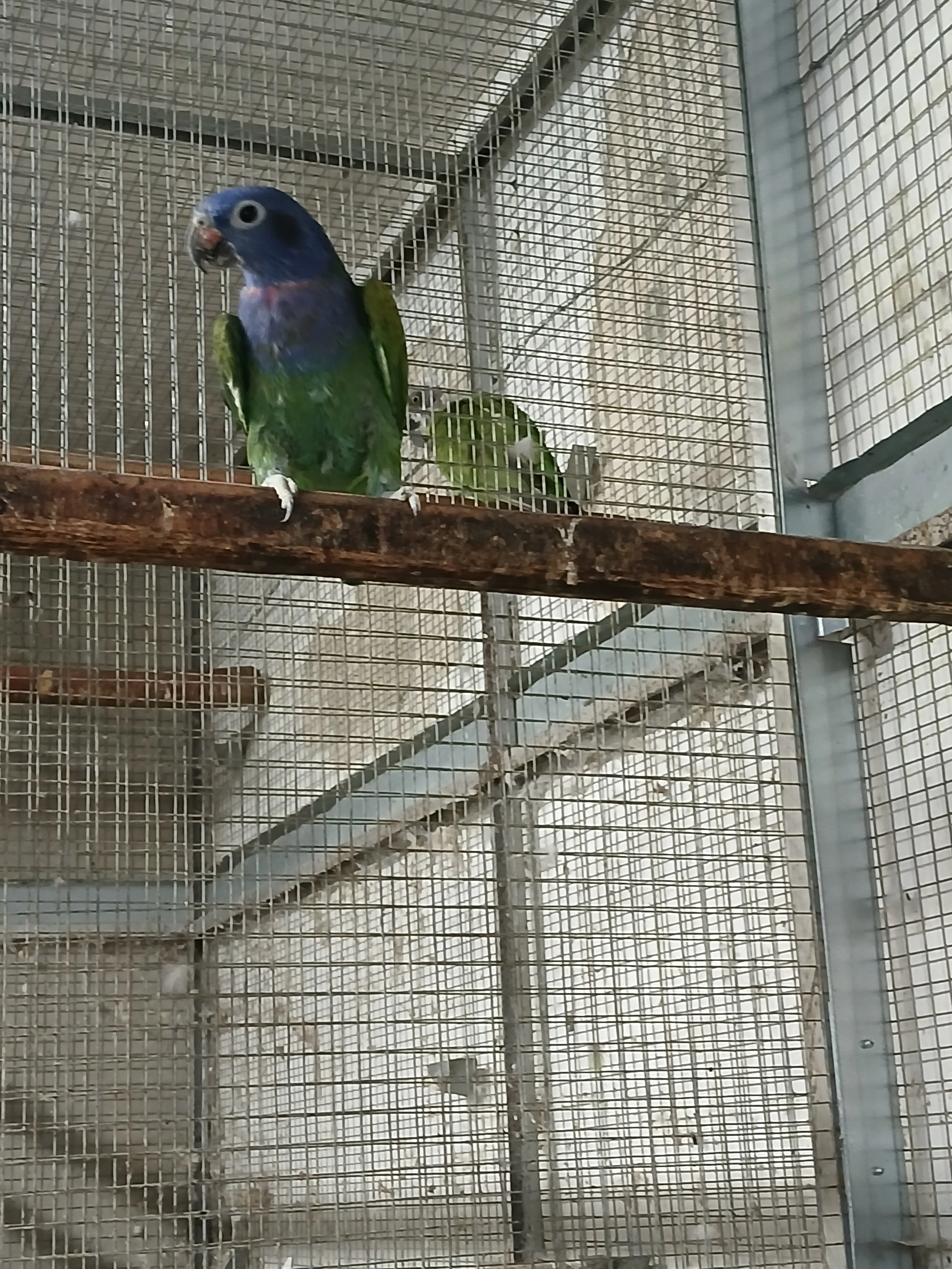 Amazonek modrohlavy