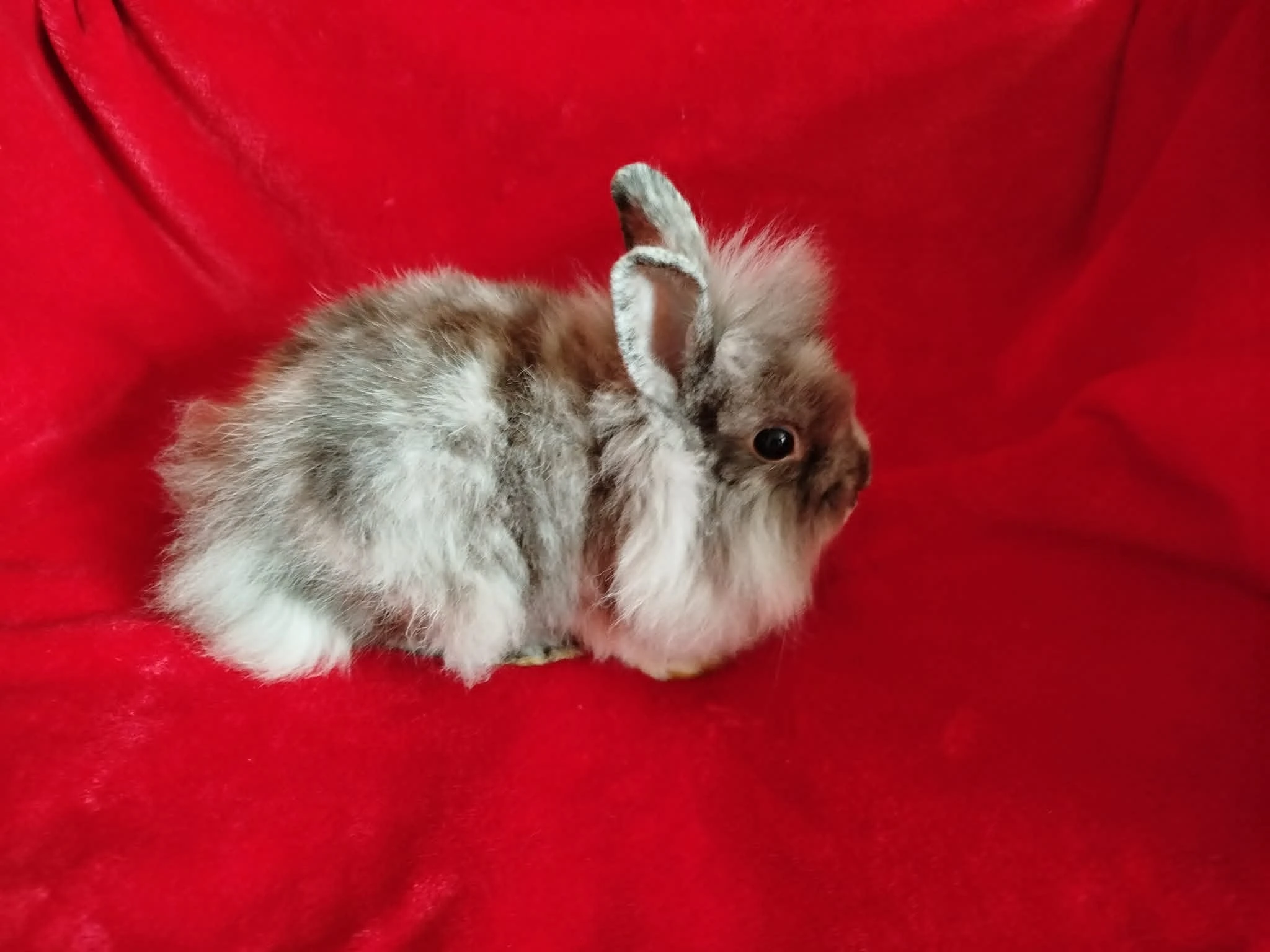 Nabízím zakrslé králíčky- teddy-stáří 2,5 měsíce