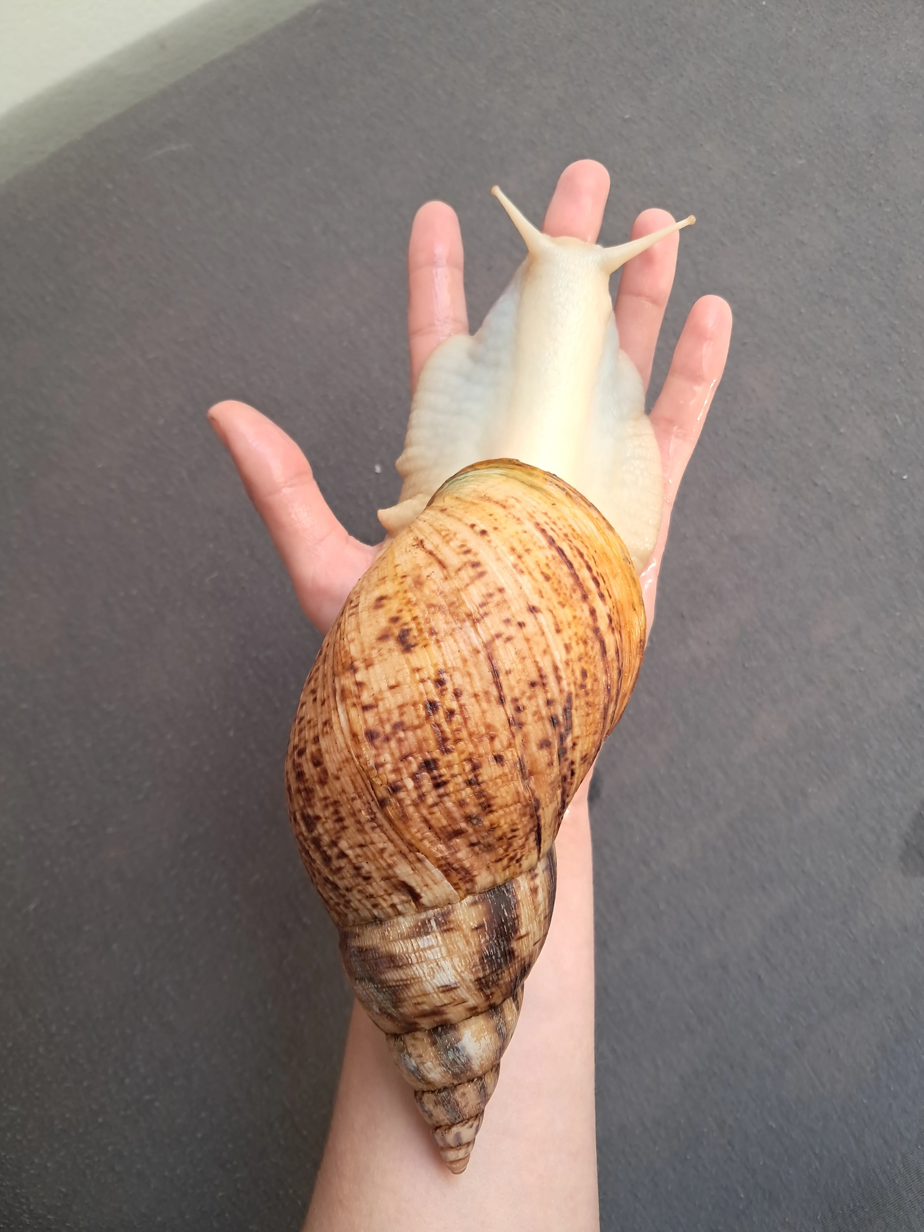Lissachatina reticulata albino body - africký šnek XXL