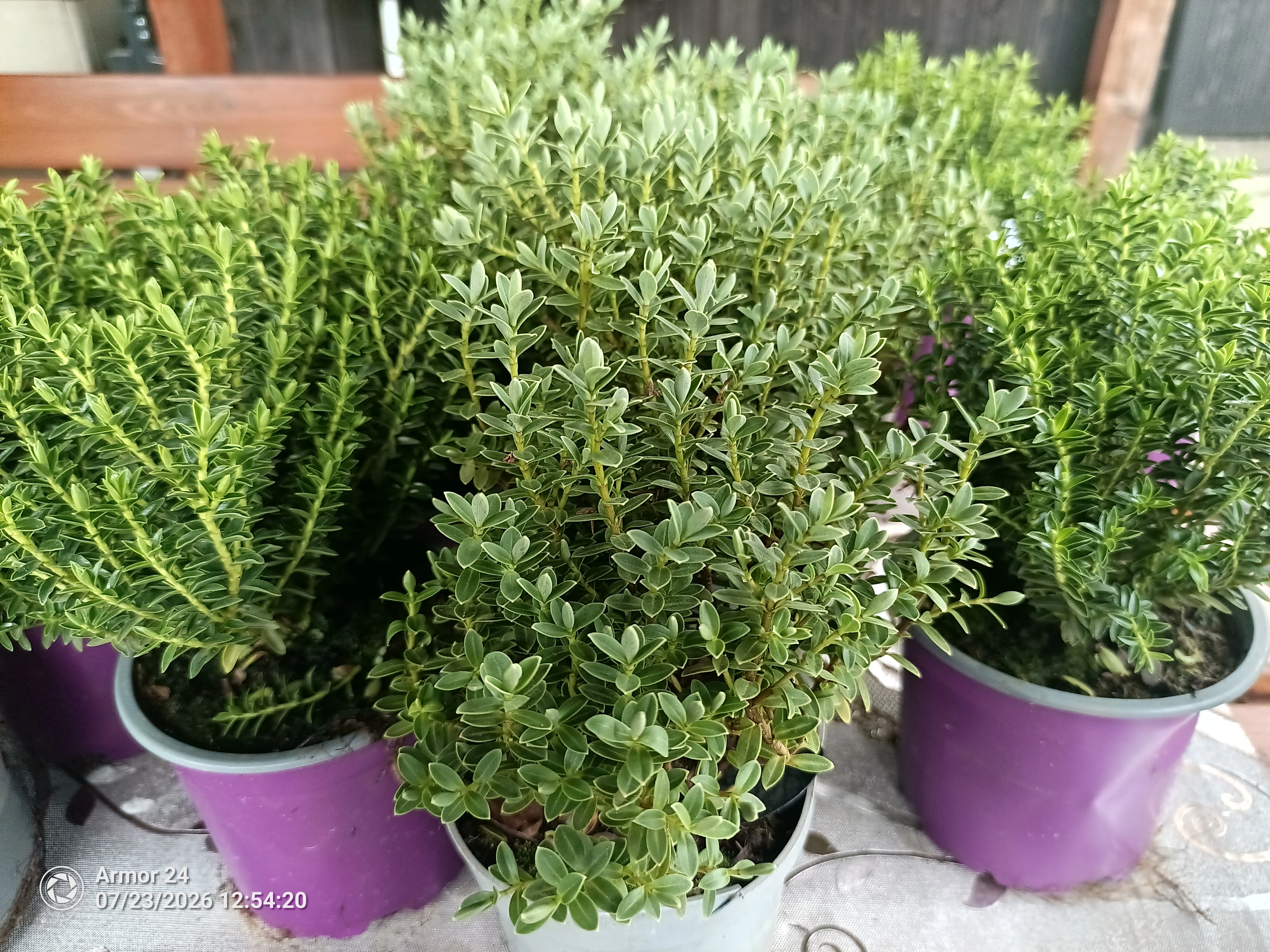Hebe Veronica a Vernicosa