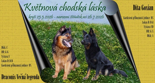 Chodský pes - přijímám poptávky na štěňata