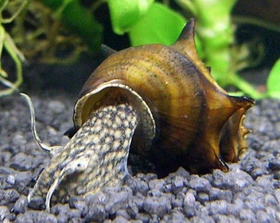 Brotia Pagodula