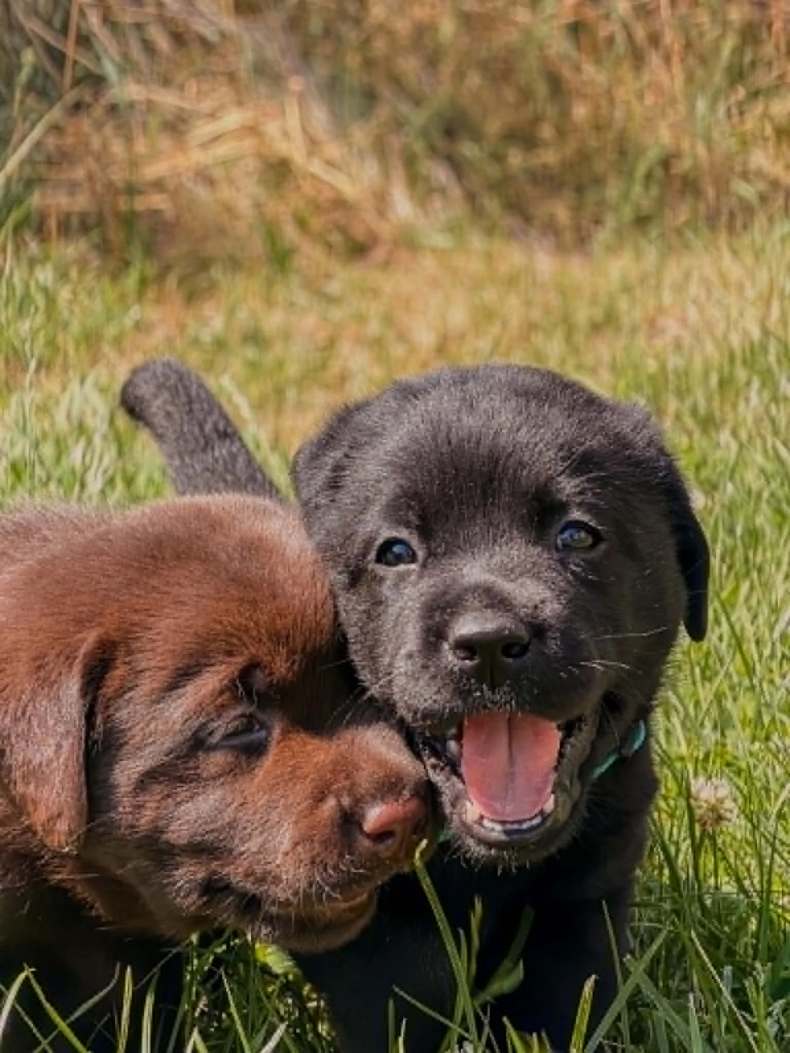 Štěňátka labradorského retrievera s PP