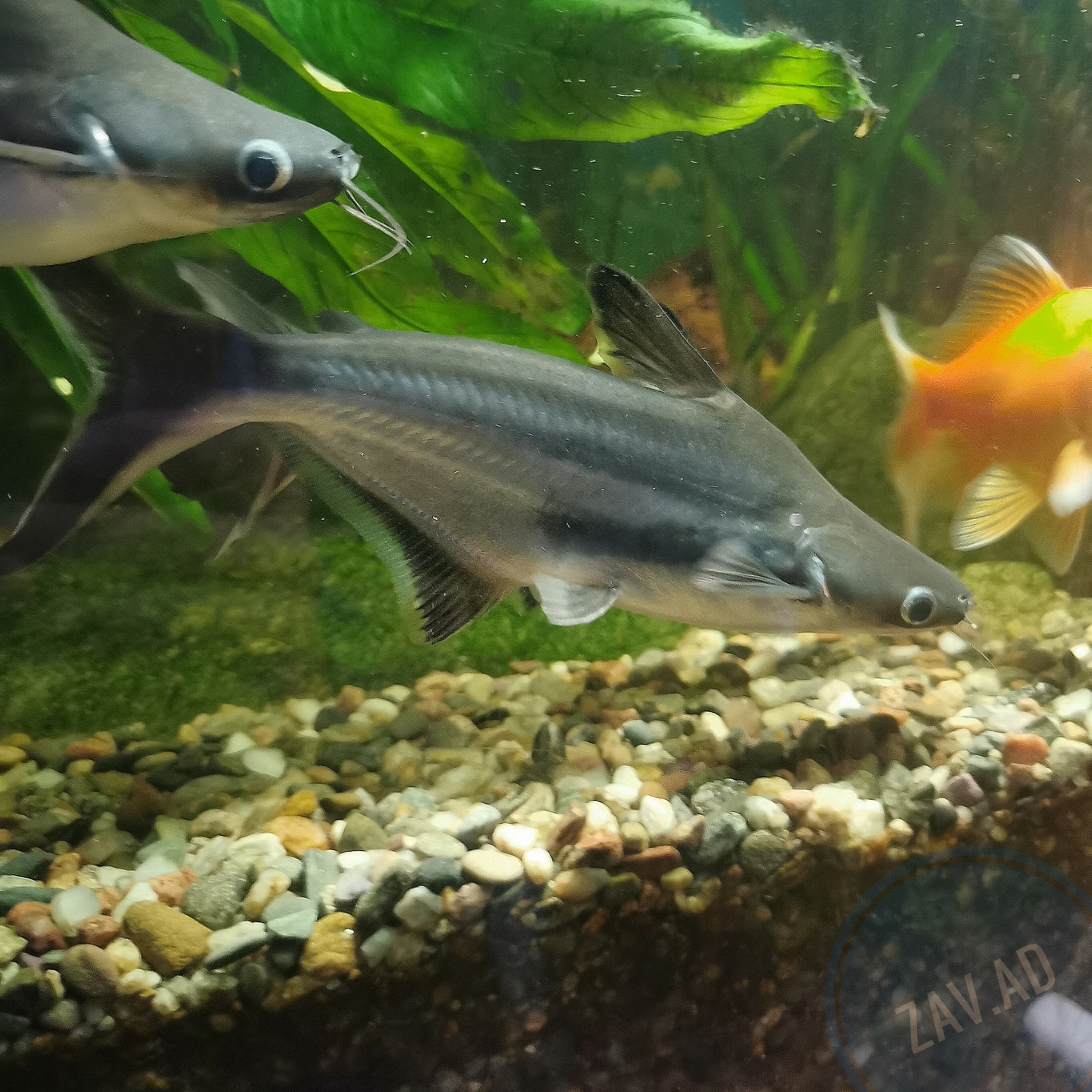 Pangas siamský - Pangasius sutchi (sumeček žraločí) 15 cm - 2 cm