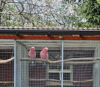 Kakadu růžový pár