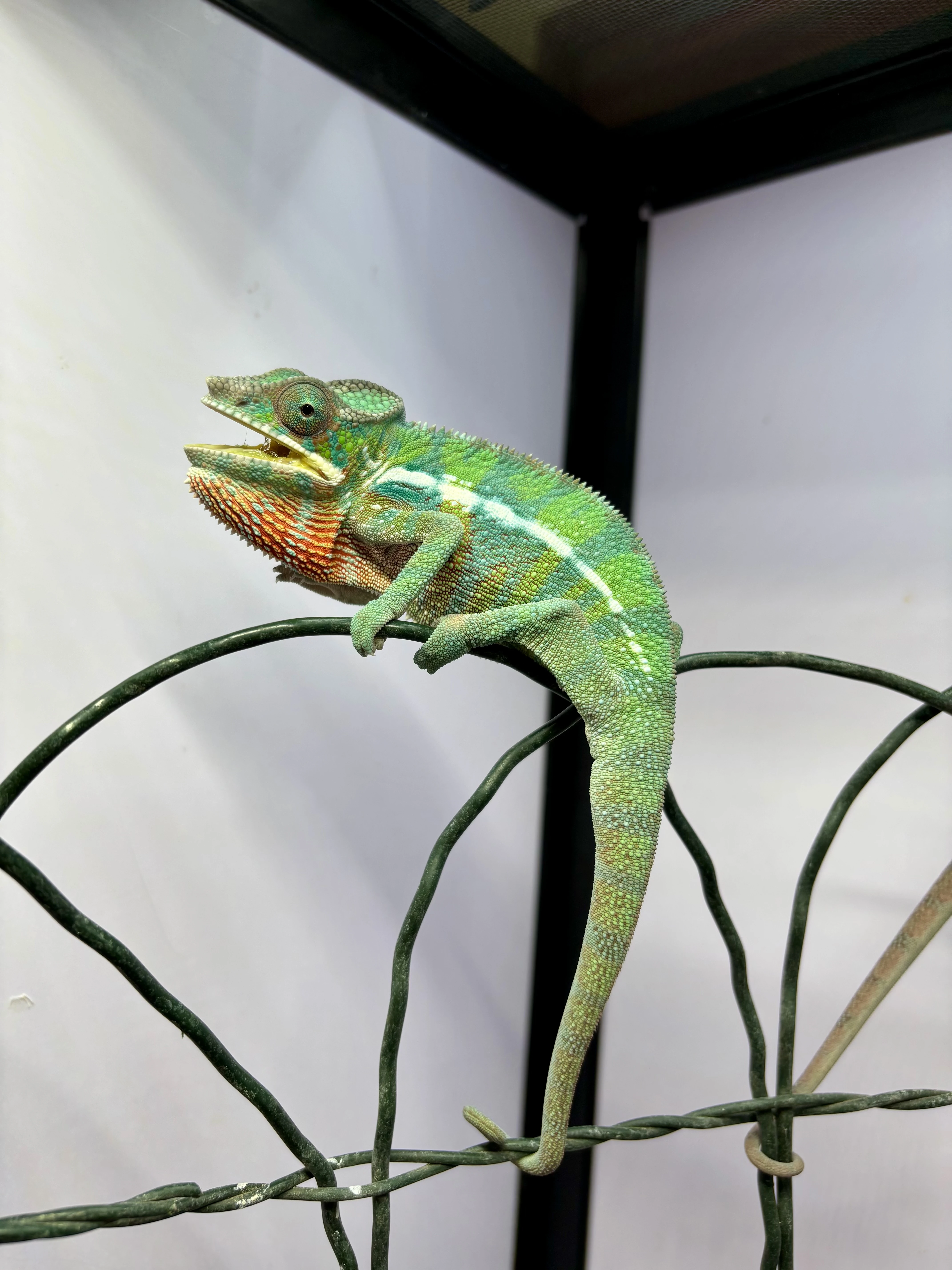 Chameleoni pardálí (Ambilobe) - k odběru ihned 