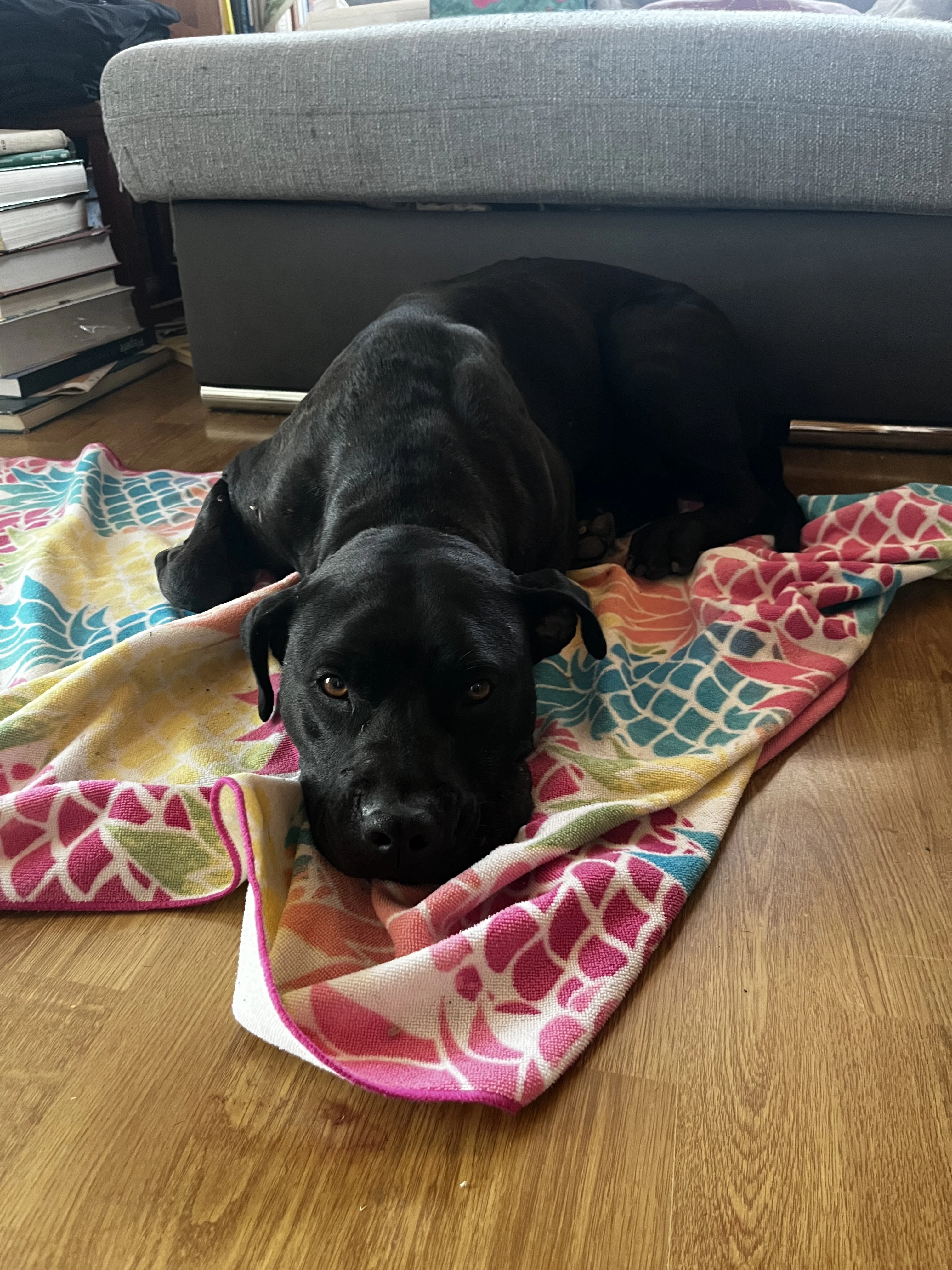 Kříženec amerického stafordšírského teriéra a pitbulla