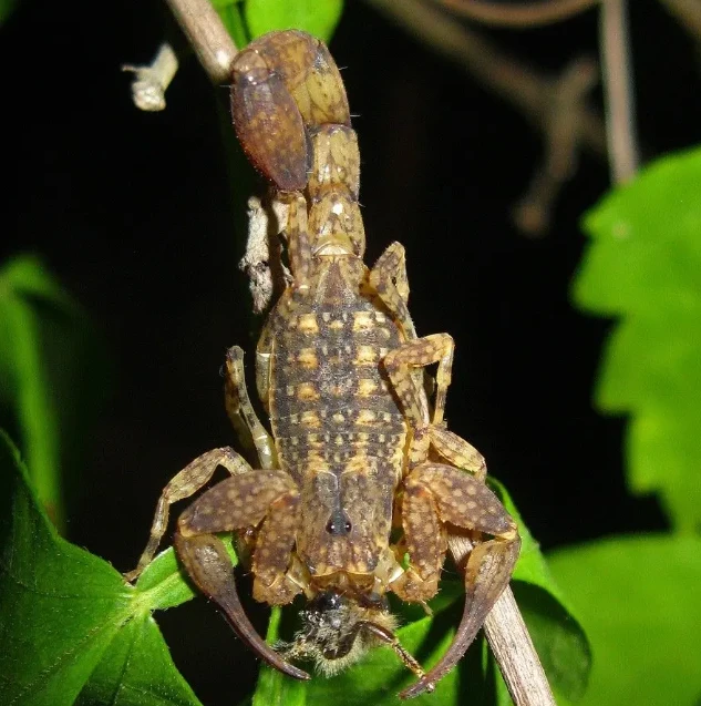 0.0.6 Tityus guane (2sv.)