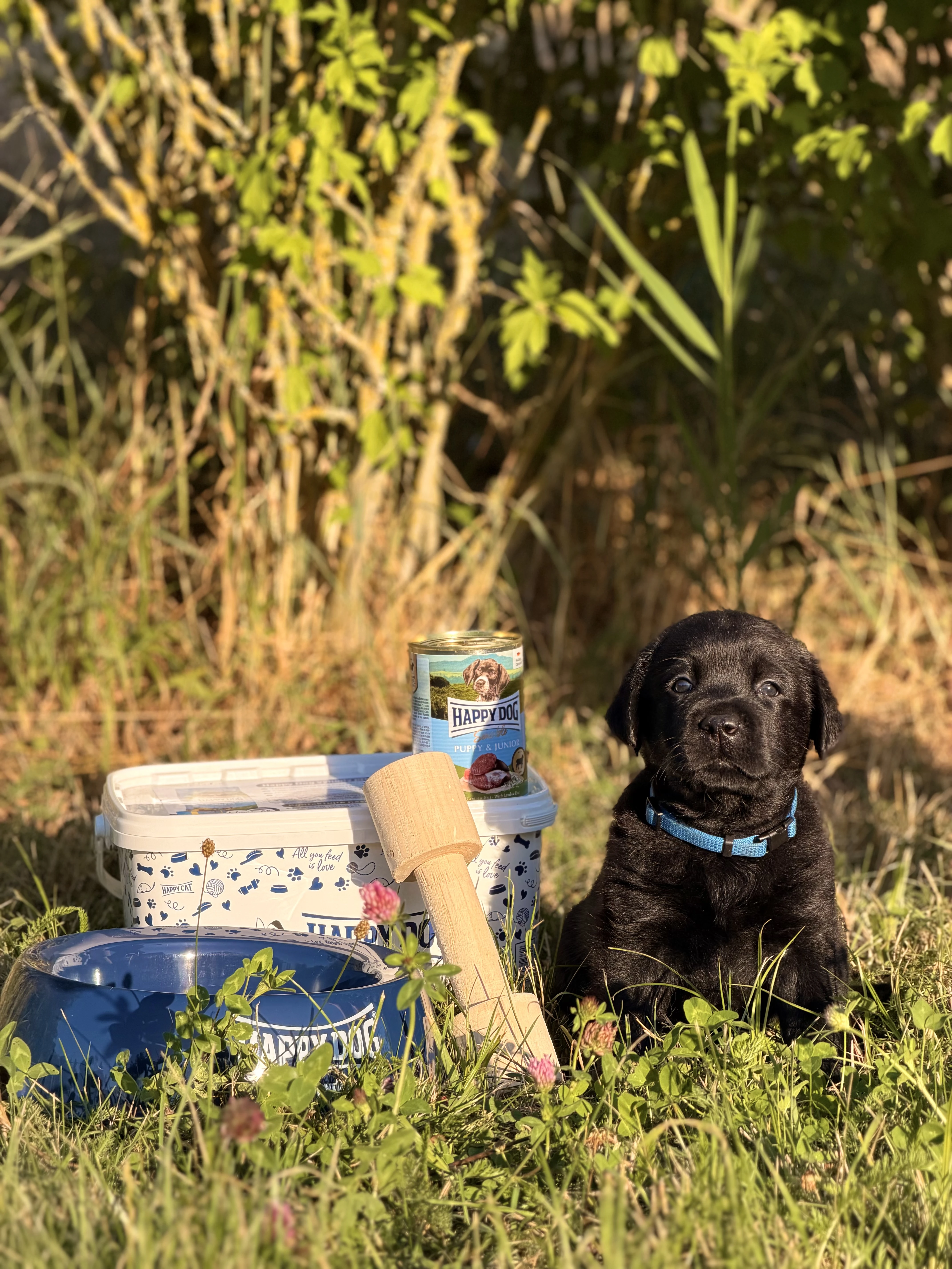 Štěňátka labradorského retrievera s PP