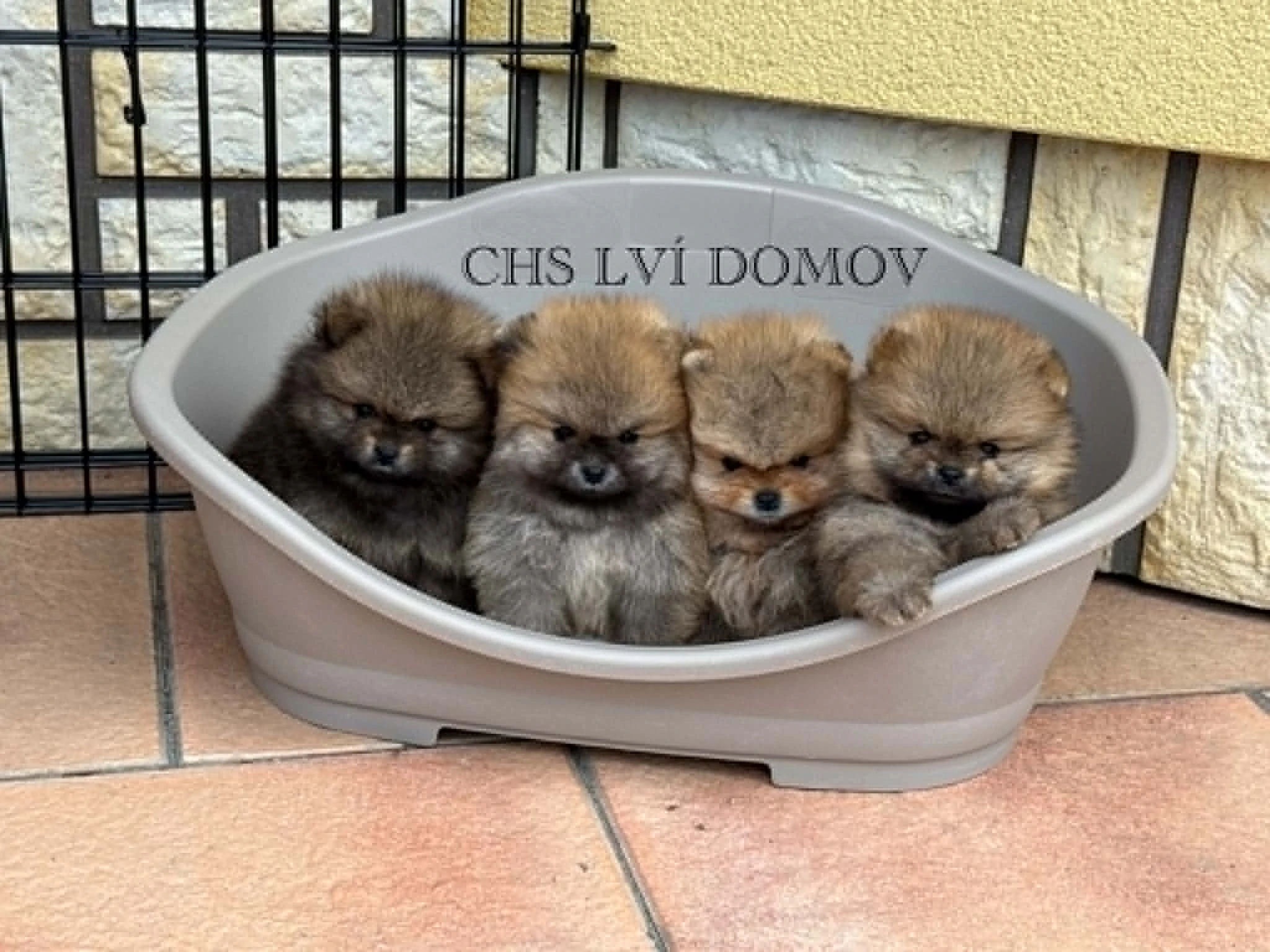 Pomeranian
