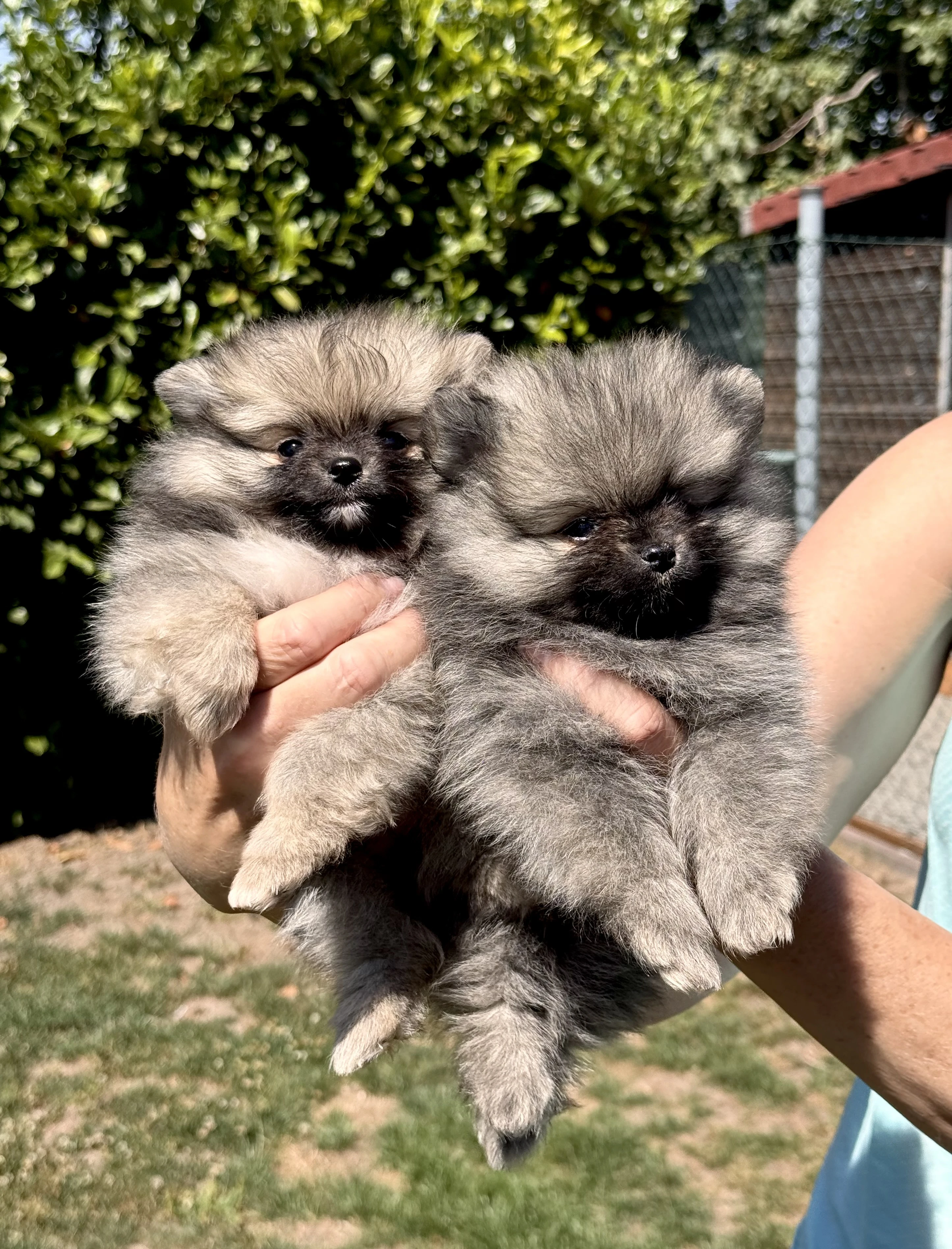 Německý špic trpasličí (Pomeranian)