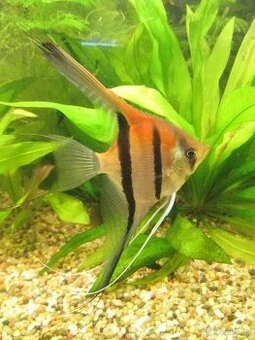 Skaláry Rio Manacapuru Super Red-odchov,mladé ryby 8-10cm