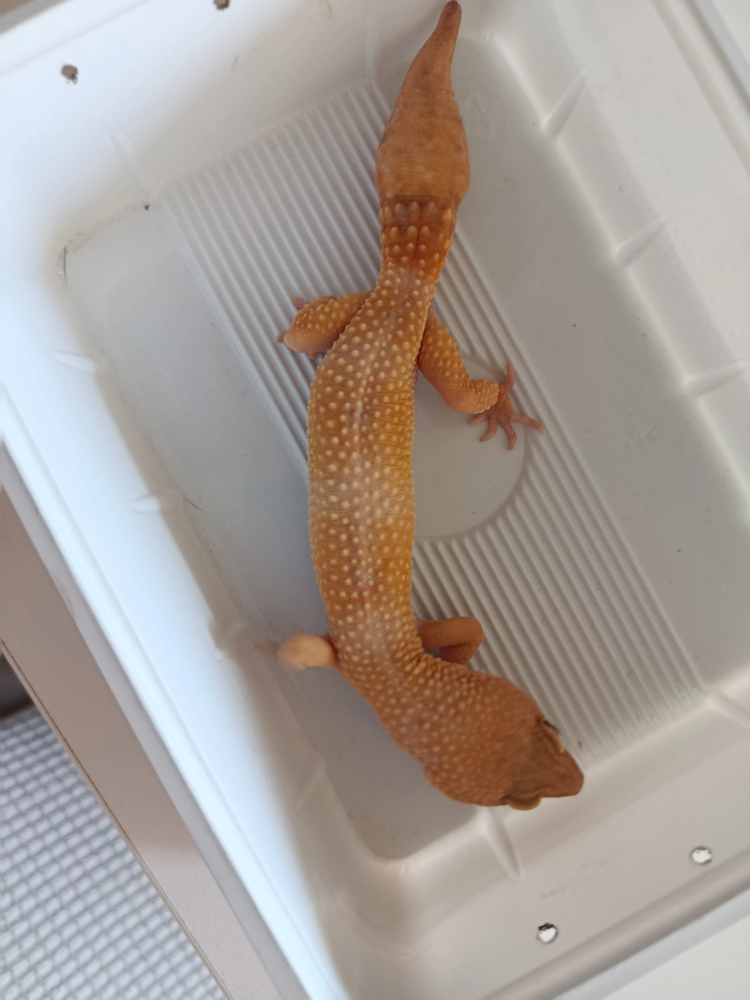 Samec Eublepharis macularius