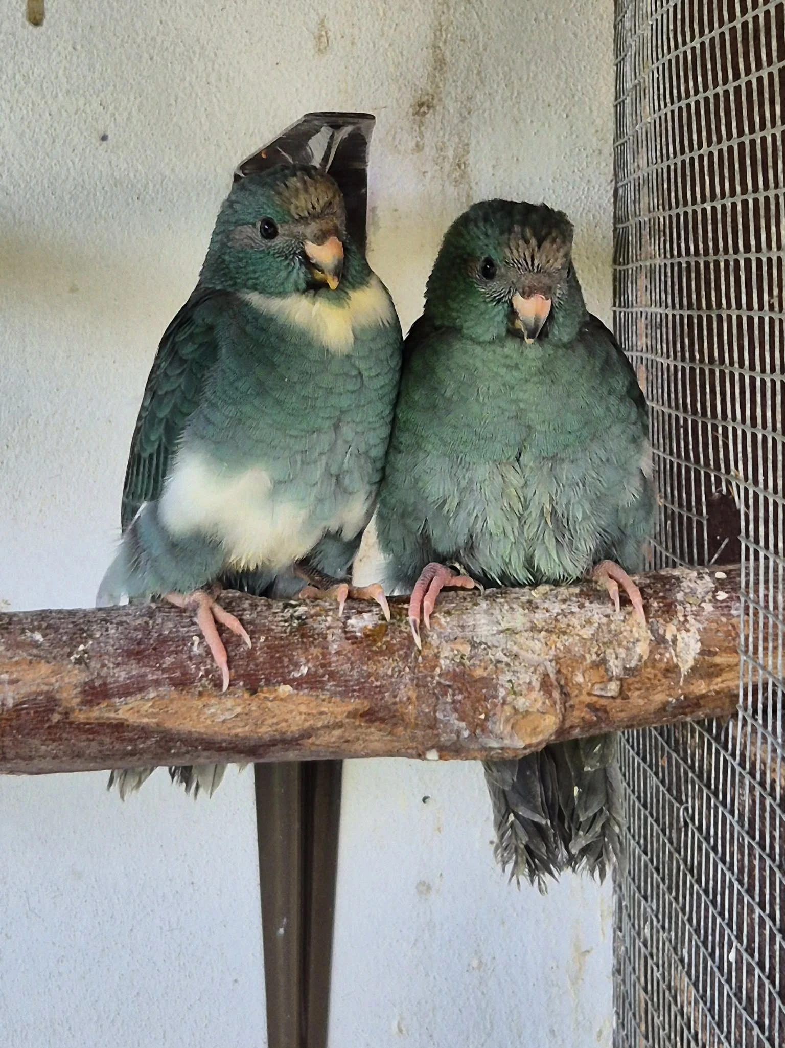 Kakariky