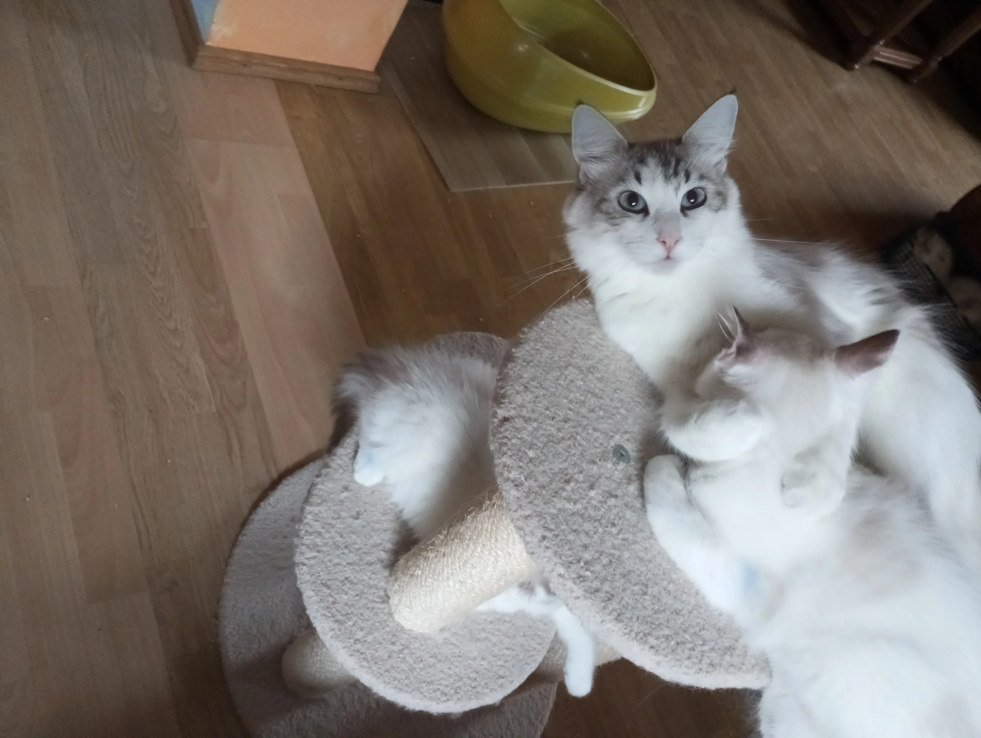 Koťátka typu ragdoll