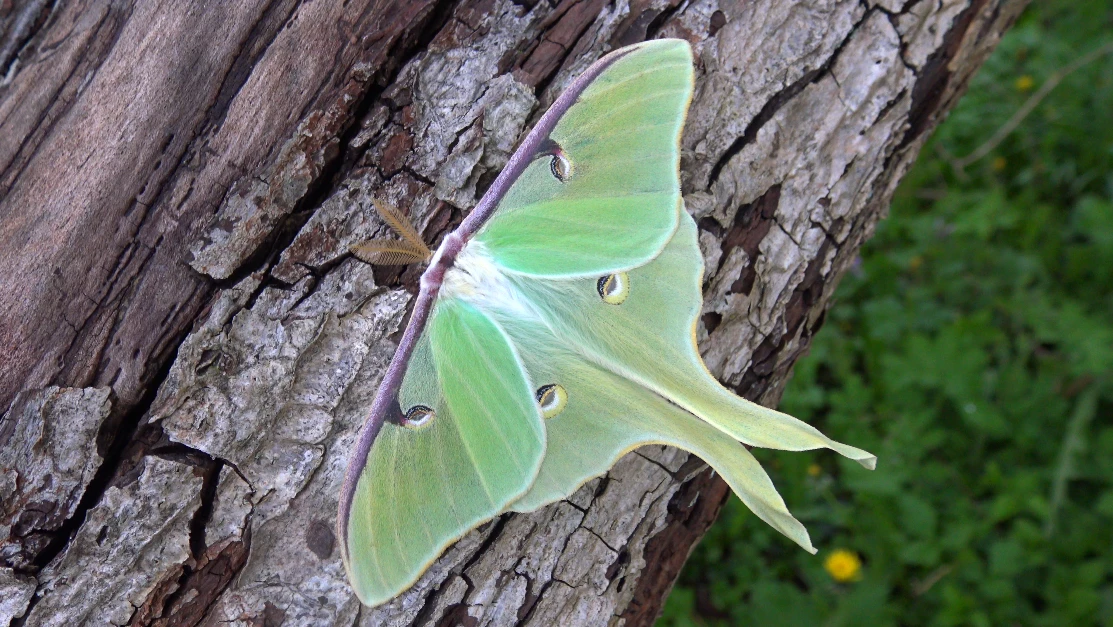 Motýli housenky Martináč měsíčitý Actias luna