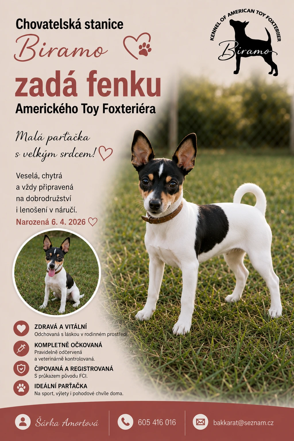 Americký Toy Foxteriér