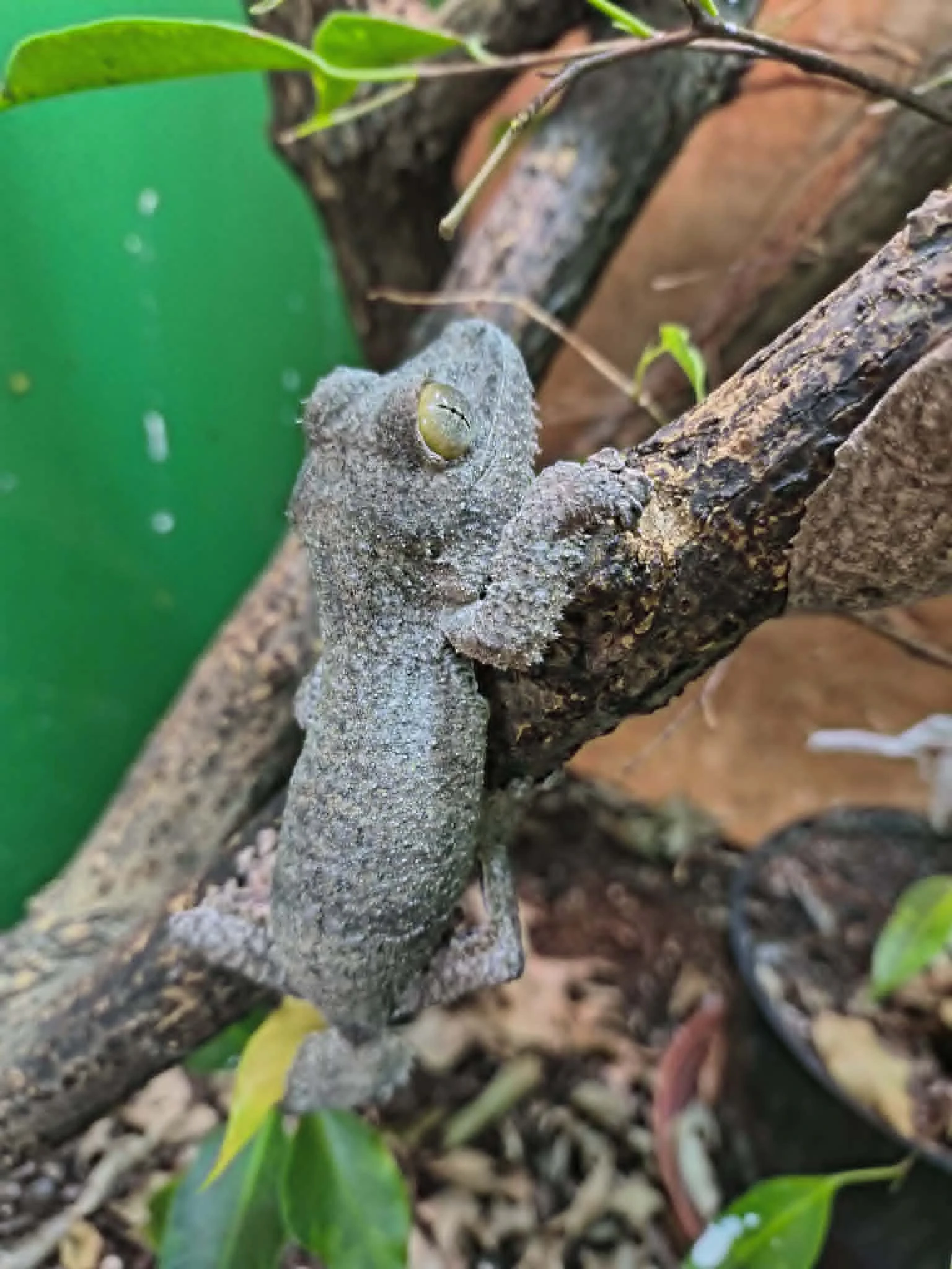 Uroplatus sikorae MDA 10,10 - dovezu na ŽE 5.9.