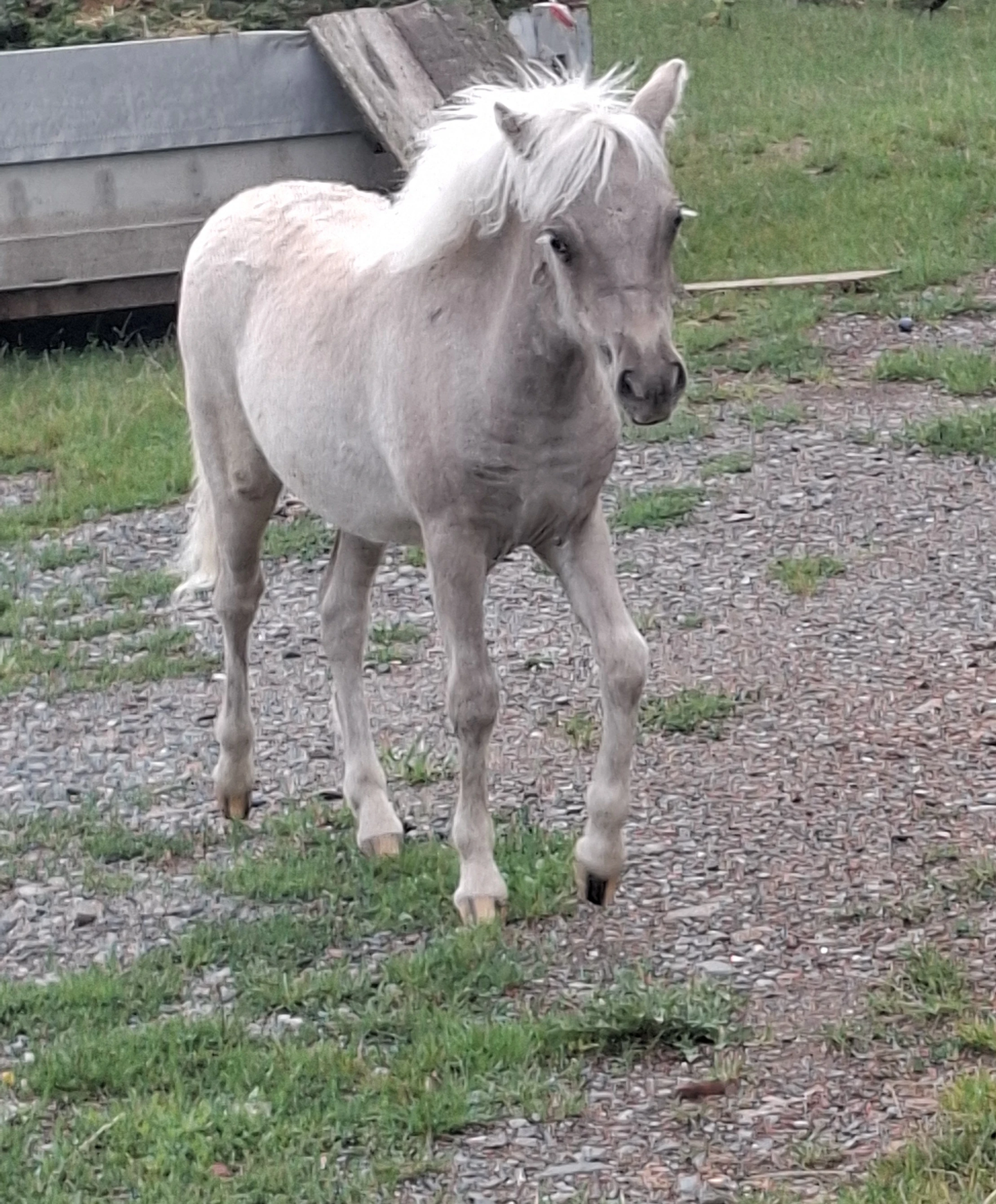 Minihorse klisnička