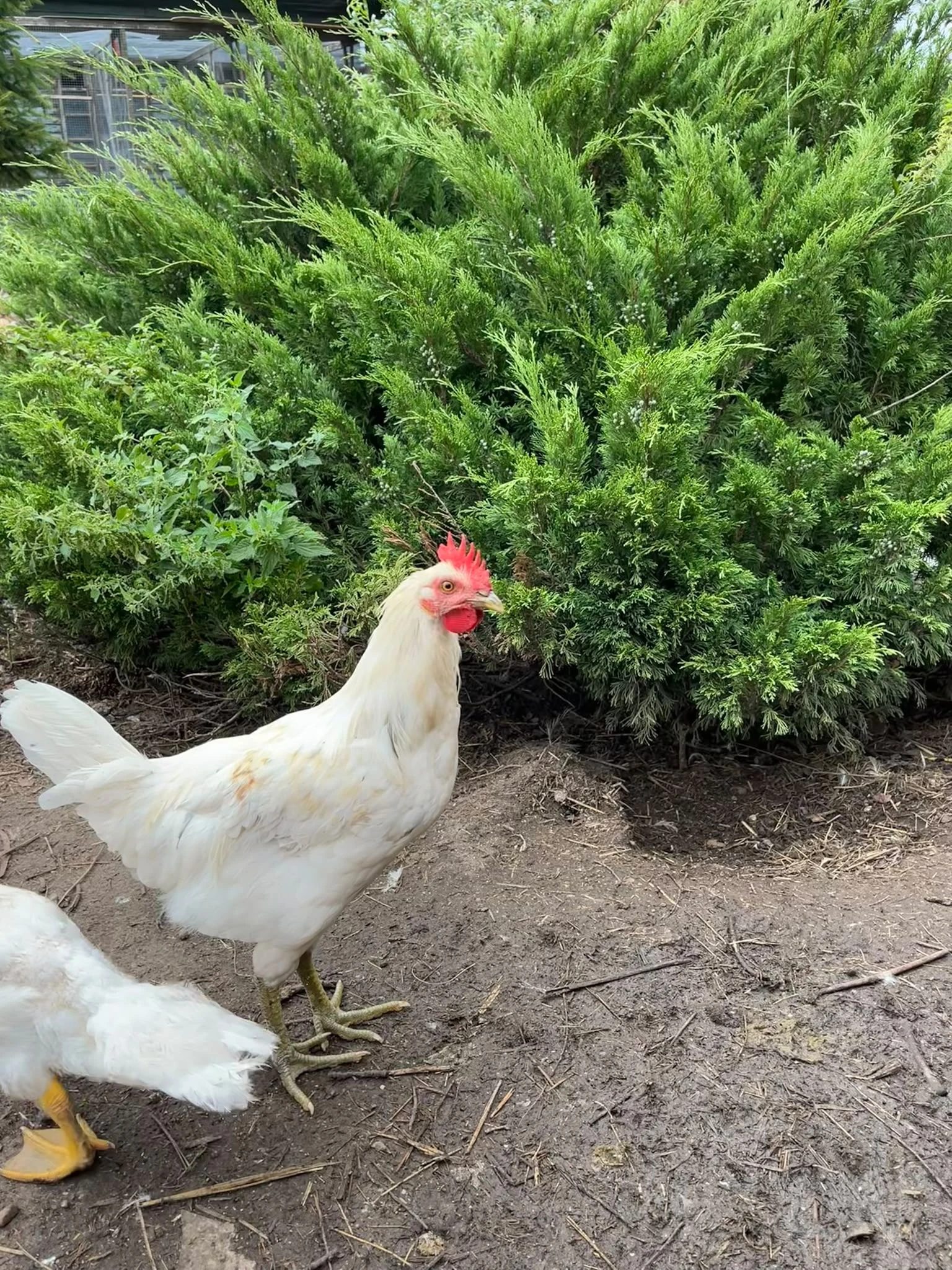 Kohouti leghorn