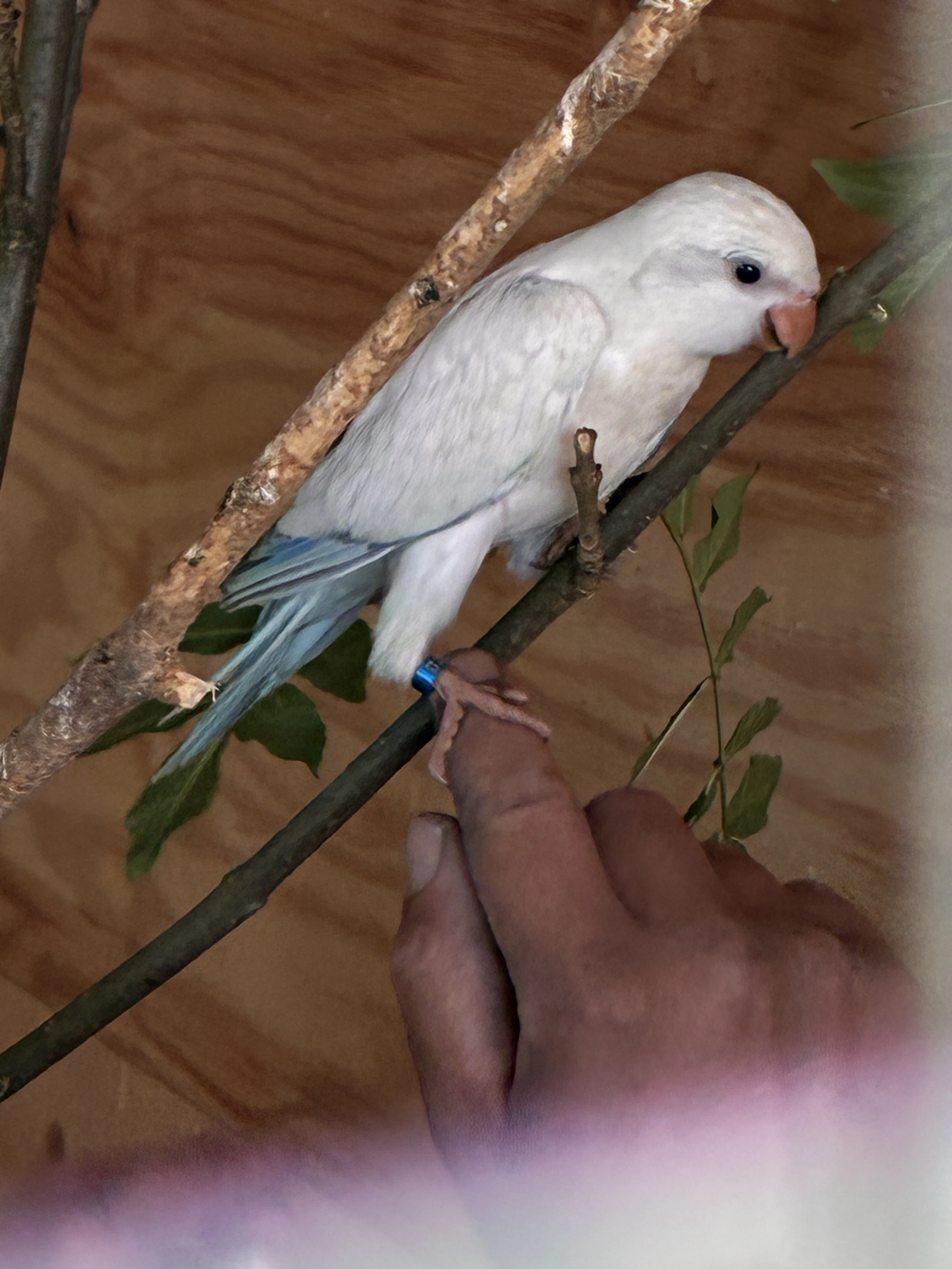 Prodám mniška šedého snow white, opalín