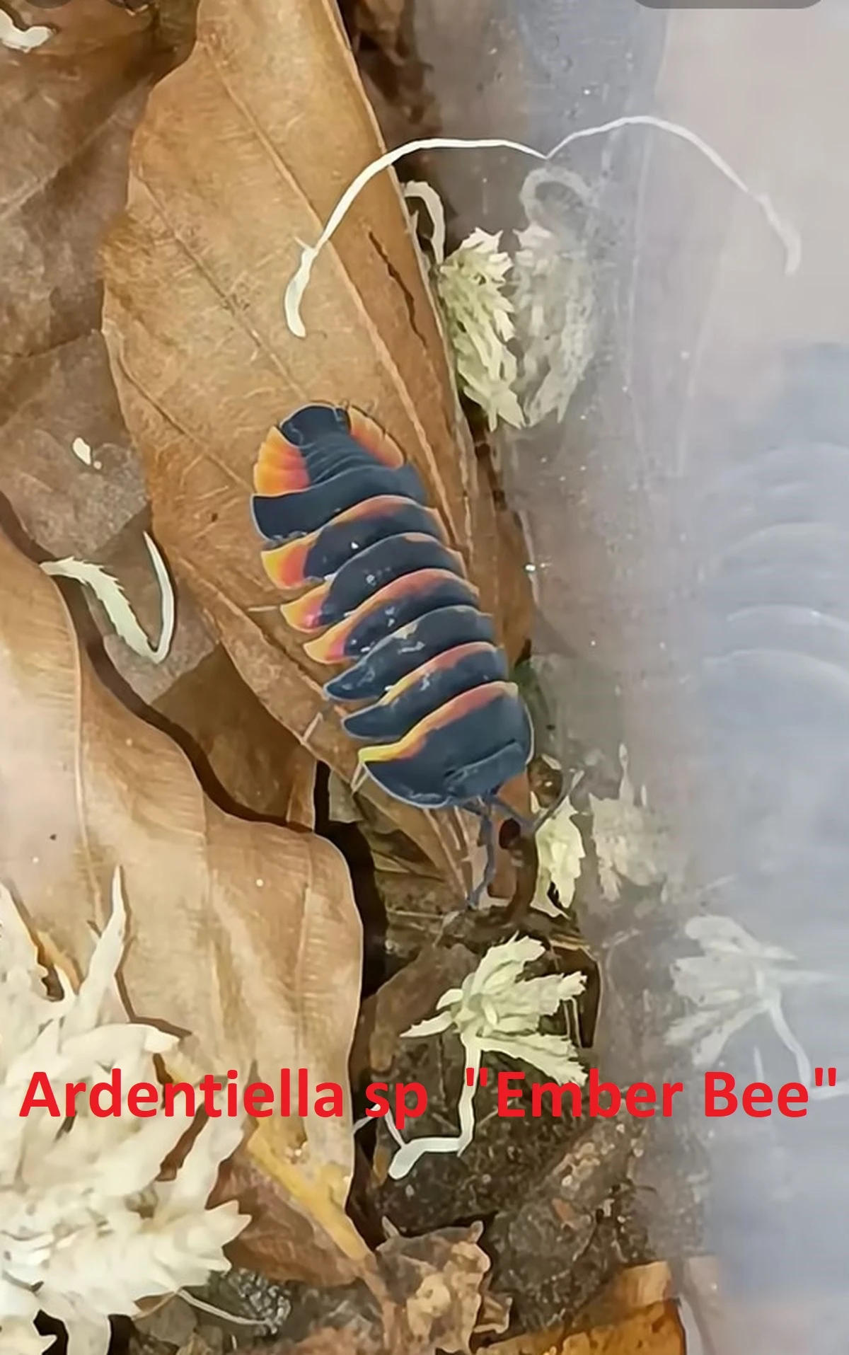 Isopody Ardentiella (ex Merulanella) - velký doprodej